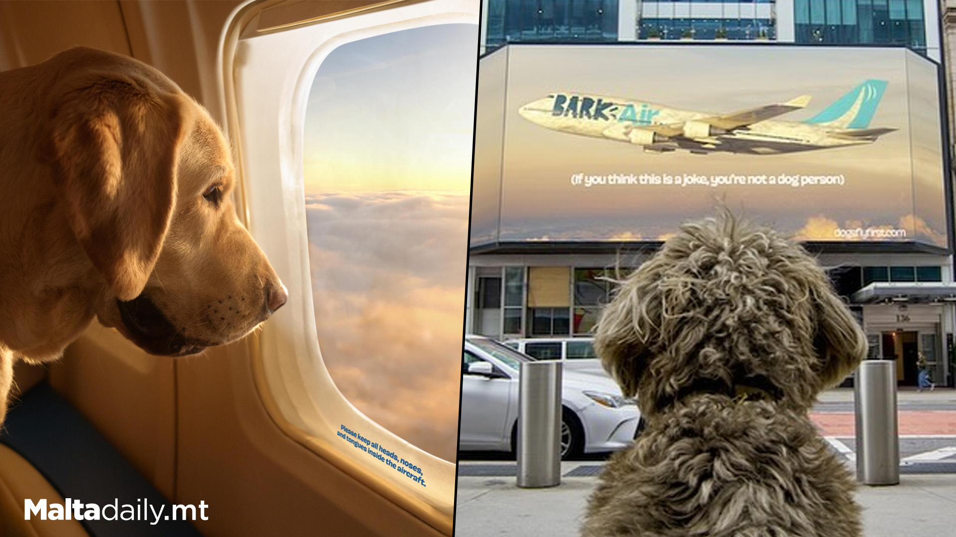 World First Airline For Dogs Takes To The Air