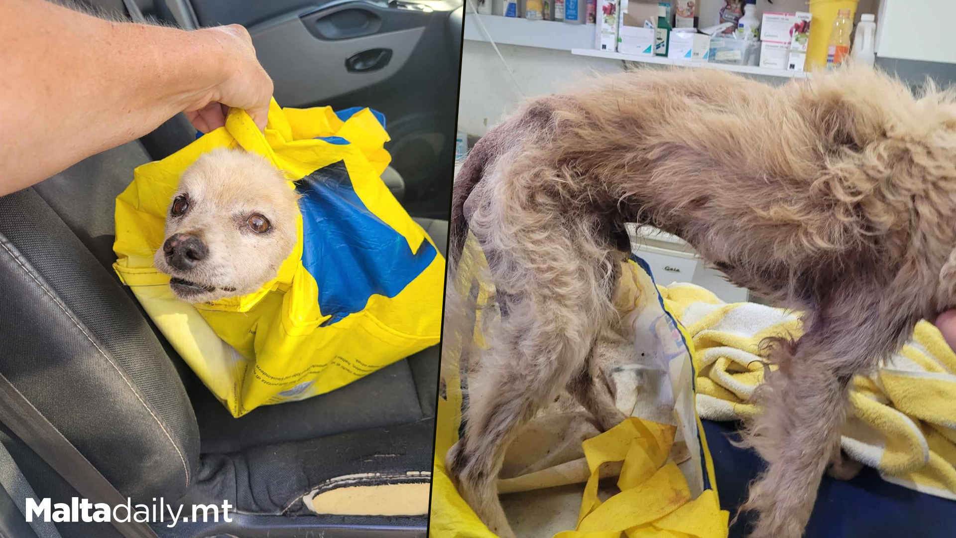 Dog Tied Up & Abandoned In Sack In Munxar, Gozo
