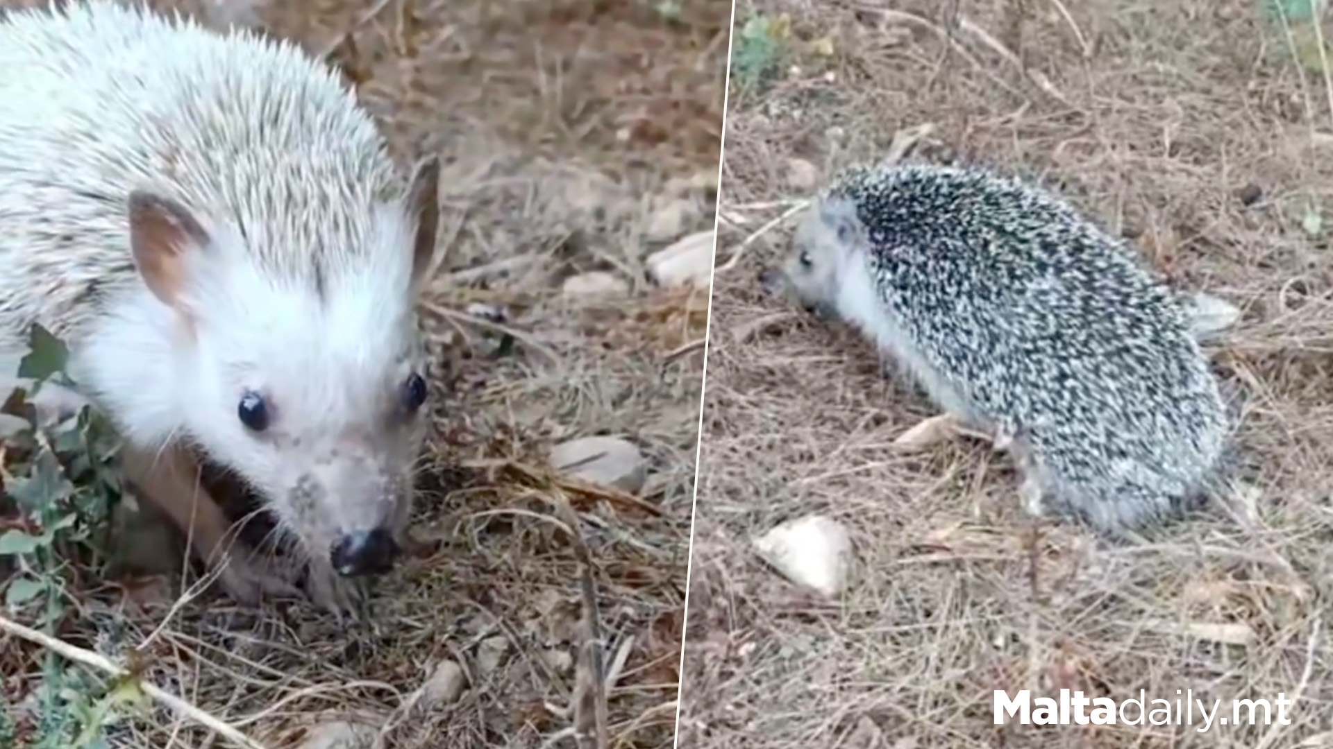 Two Hedgehogs Released After Healing Journey