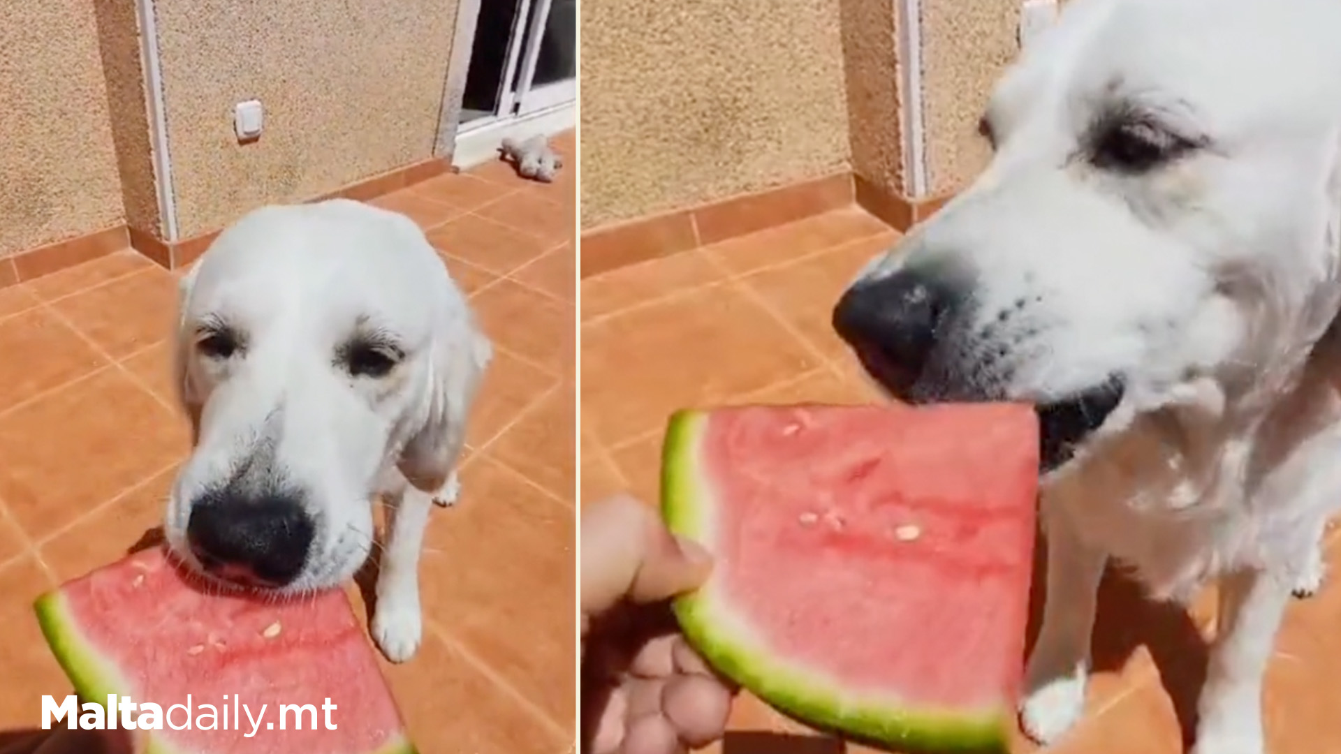 Labrador's Love For Watermelon Steals Hearts Online