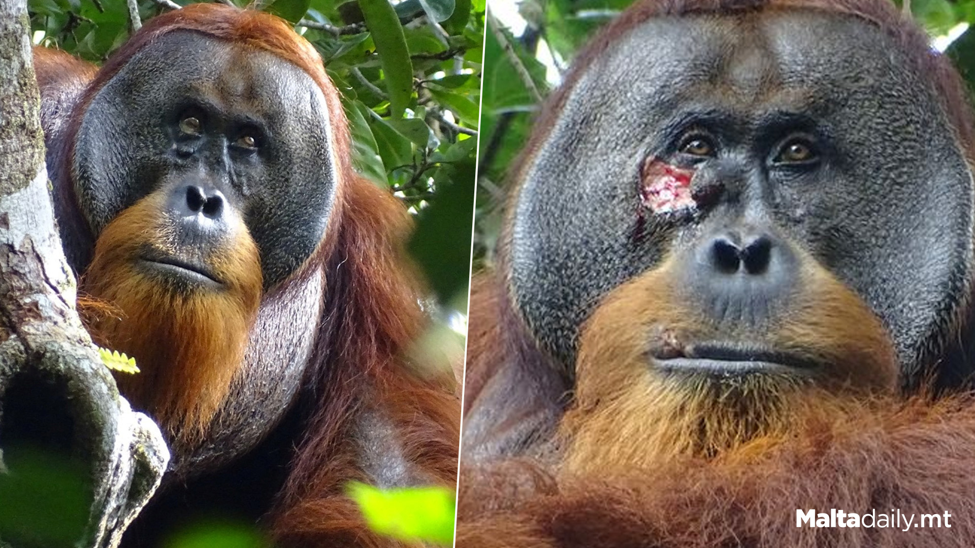 Orangutan Seen Applying Plant To Heal Face Wound