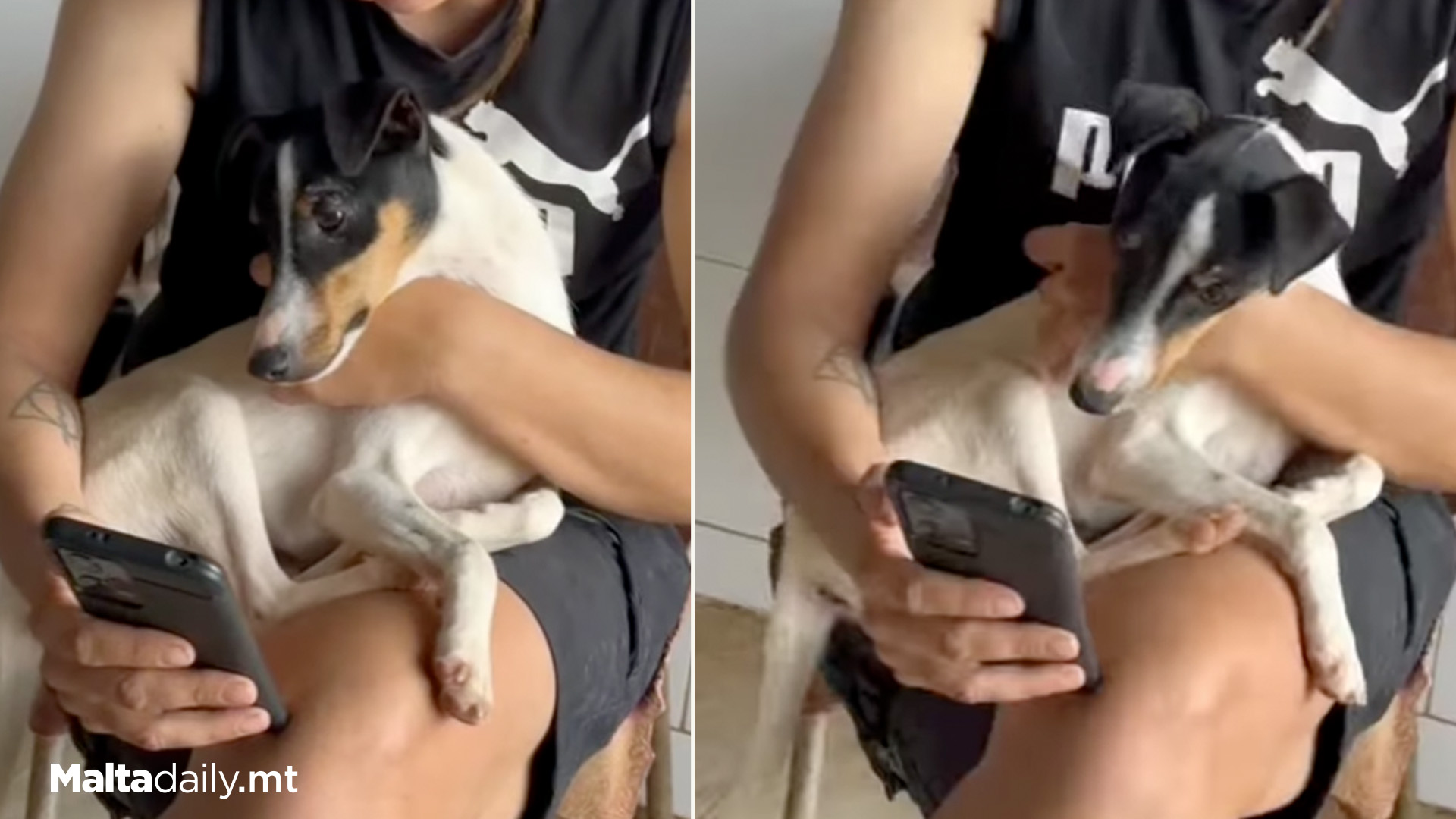Adorable Shelter Dog Watches Social Media Content