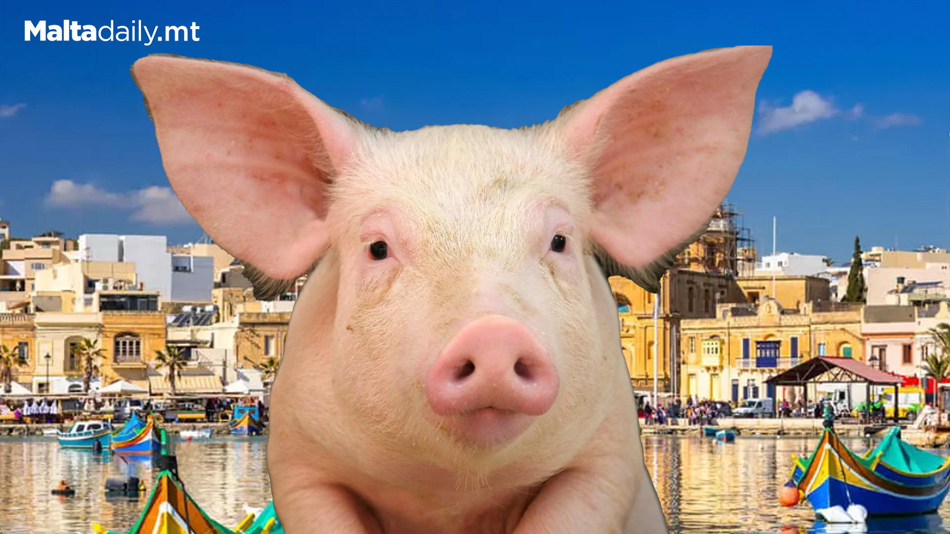 Malta With Highest Increase In Pig Population In EU 2023