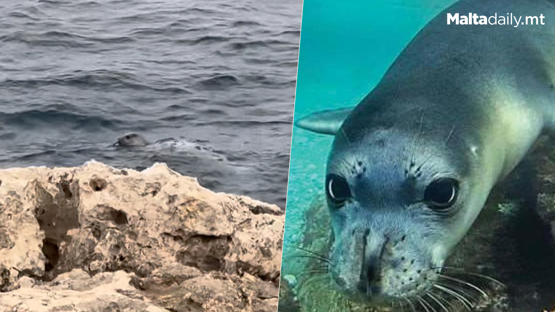 Rare Sight Of Monk Seal Off Syracuse: Last In Malta 1974