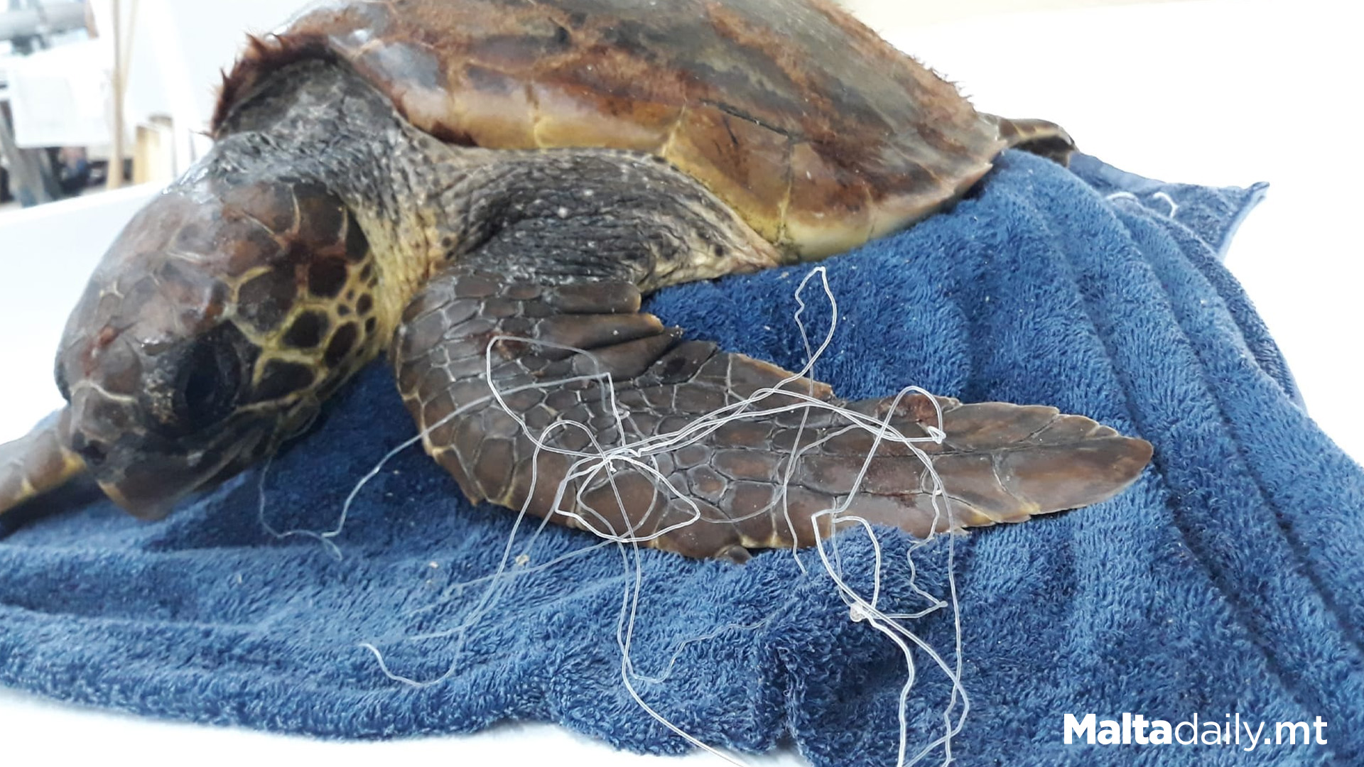 More Injured Turtles Entangled In Fishing Lines Rescued