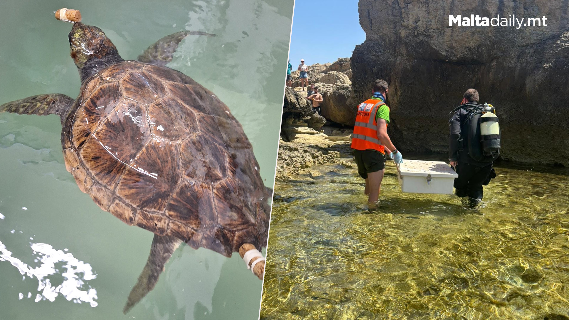 Injured Xwejni Turtle Rescued: Named Caitlin