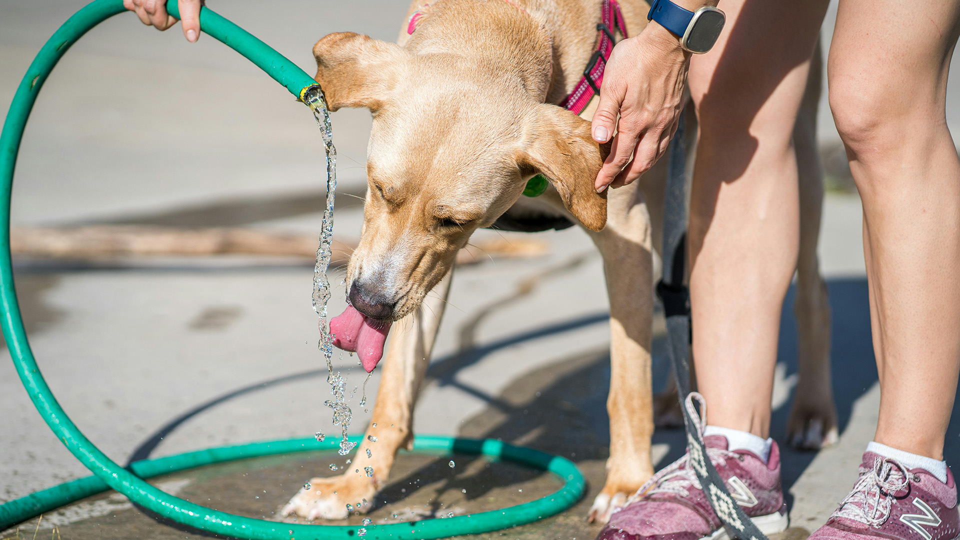 Maltese Page Issues Tips To Protect Animals Amid Heat Surge