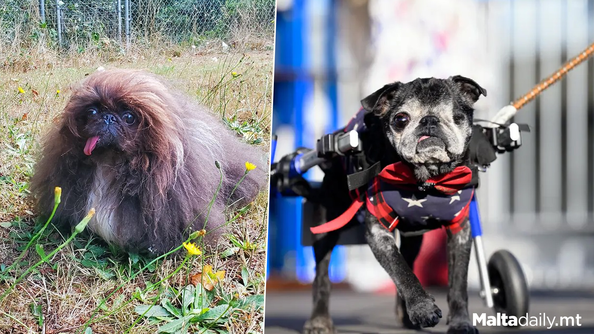 World's Ugliest Dog Competition Crowns A Winner