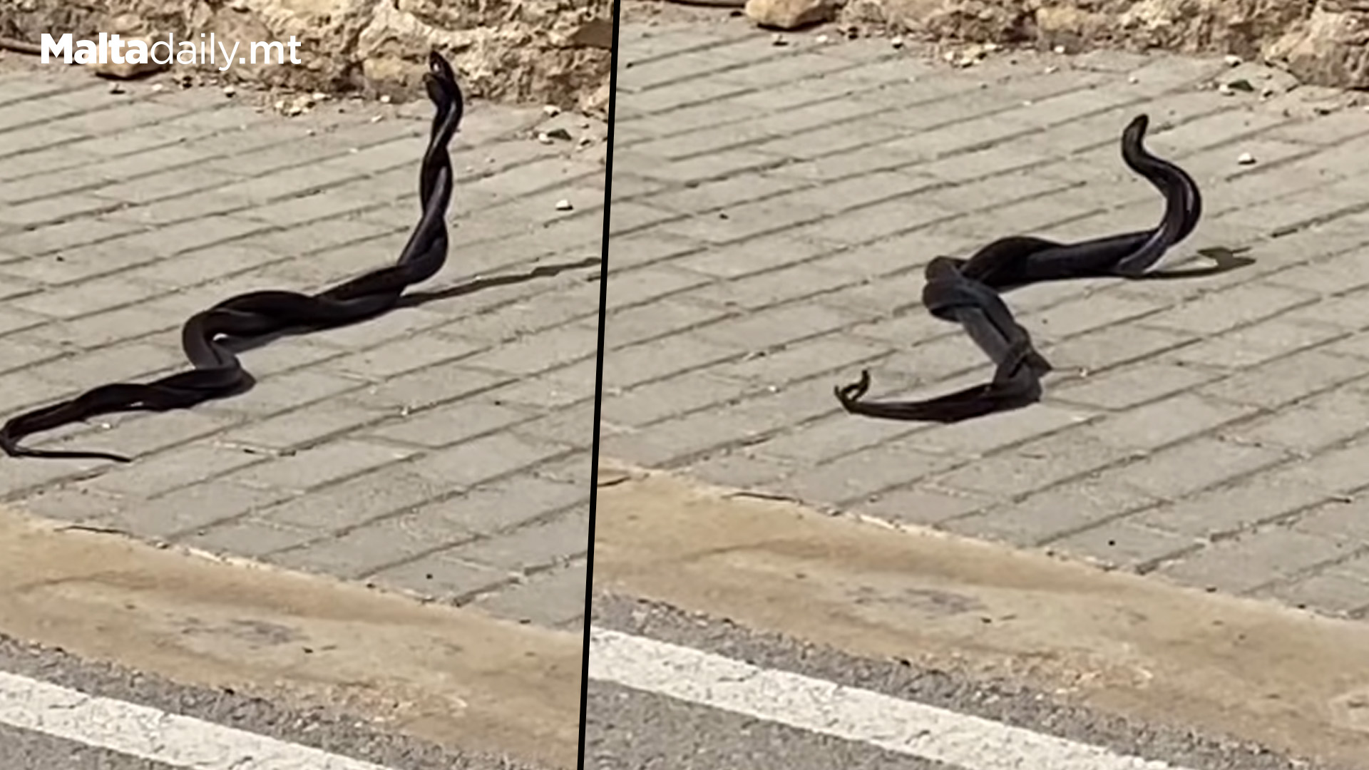 Snakes Spotted Mating On Żabbar Road