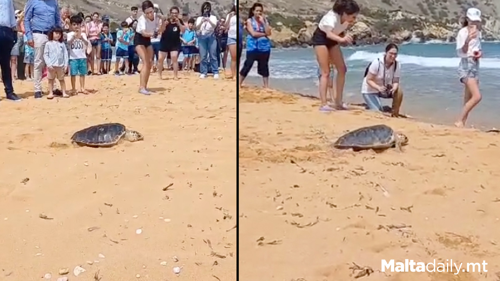 Turtles Released Back Into Sea On Maltese Beach