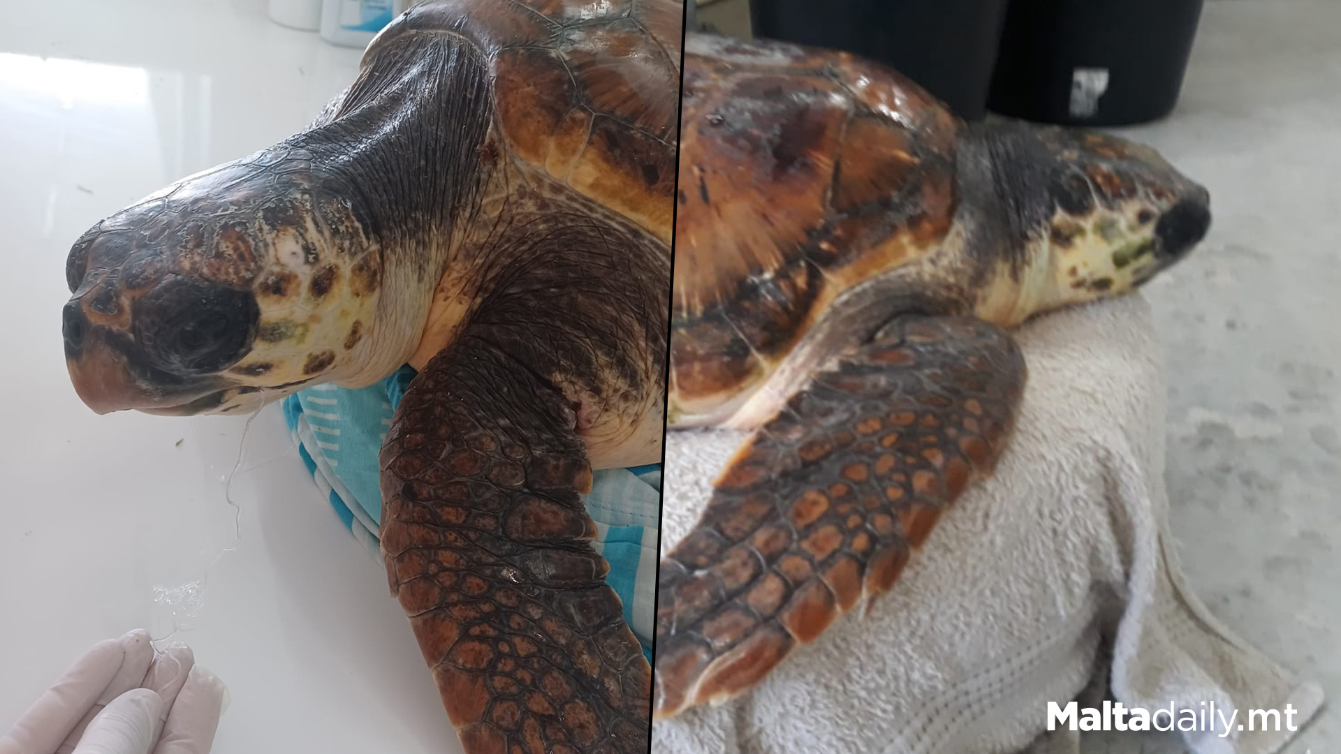 Yet Another Turtle Rescued From Fishing Line Entanglement