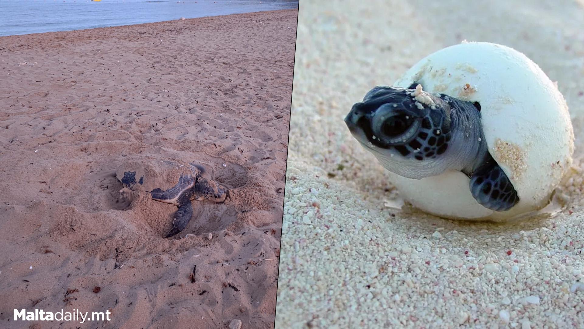 First Turtle Nest For Summer 2024 Spotted In Golden Bay