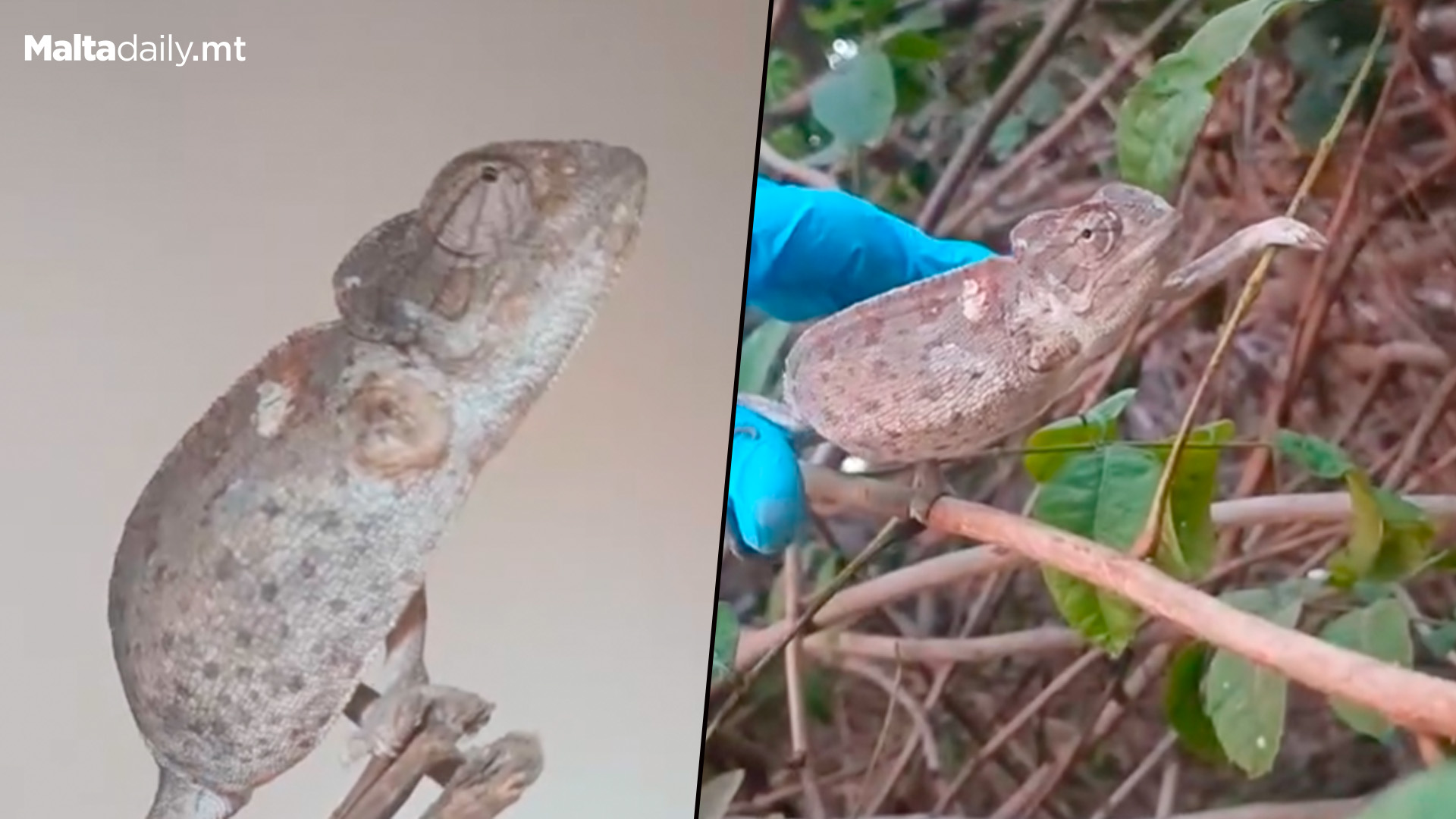 Succesful Rehab For 3 Legged Chameleon