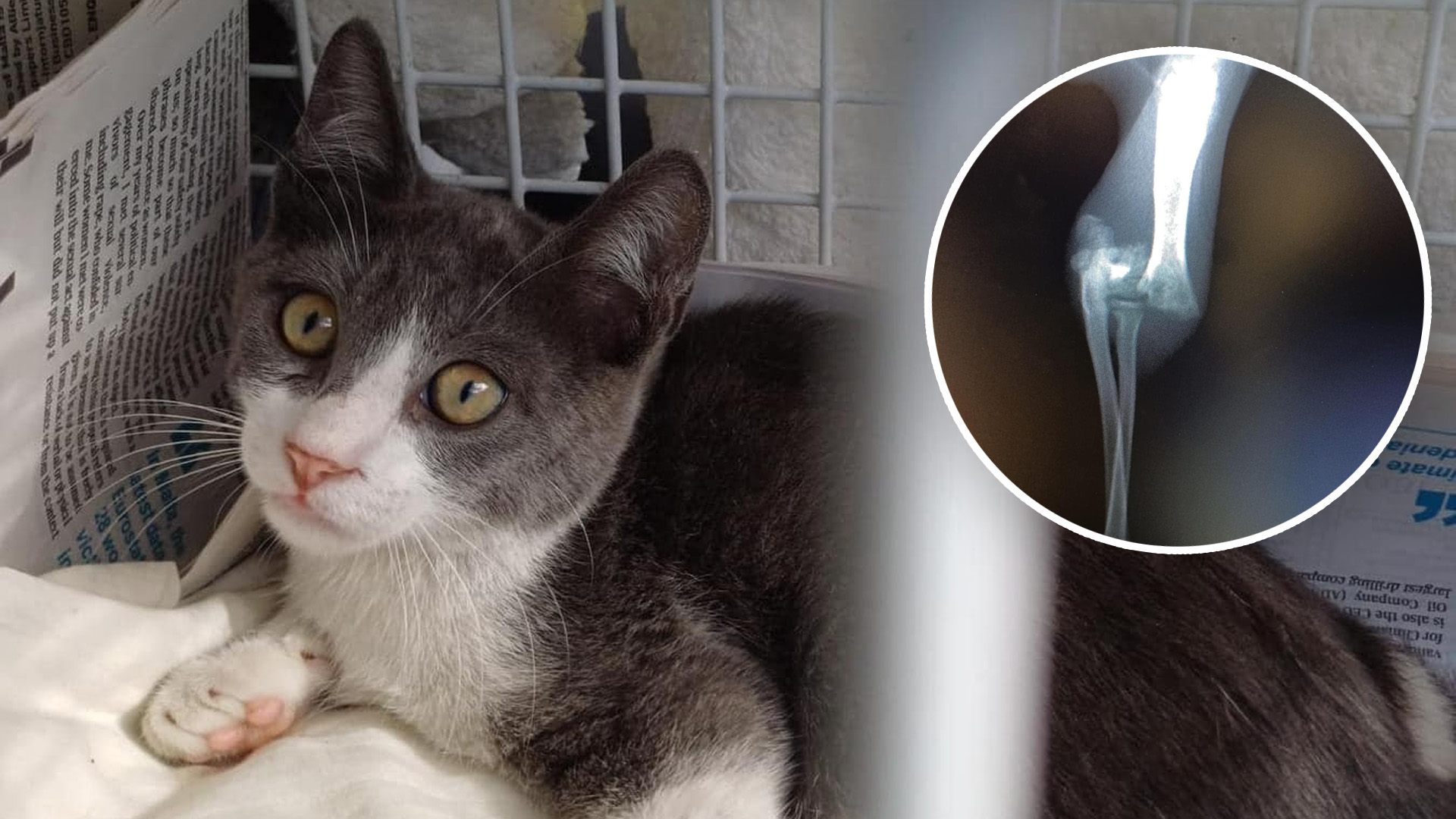 Help Needed for Injured Kitten Rescued from Car Engine