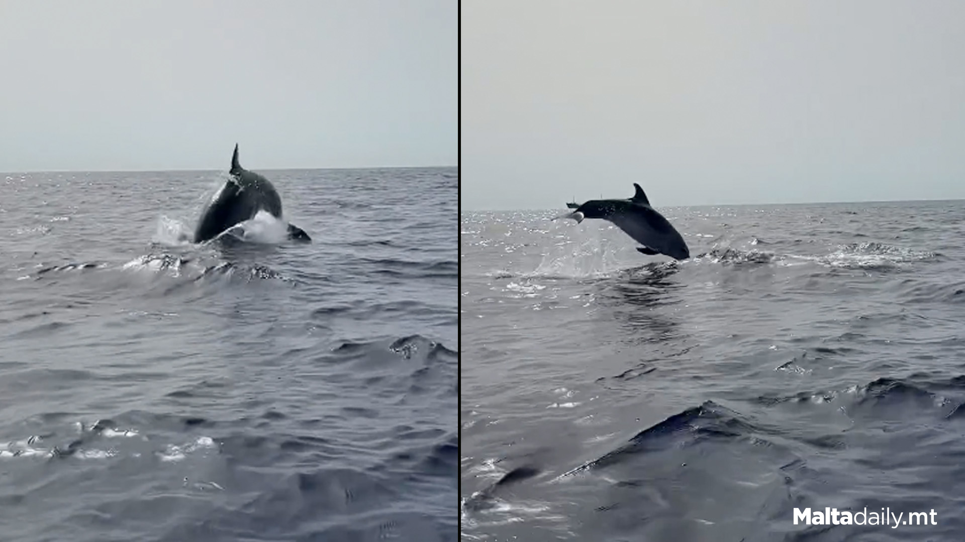 Playful Dolphins Spotted Off Coast Of Malta