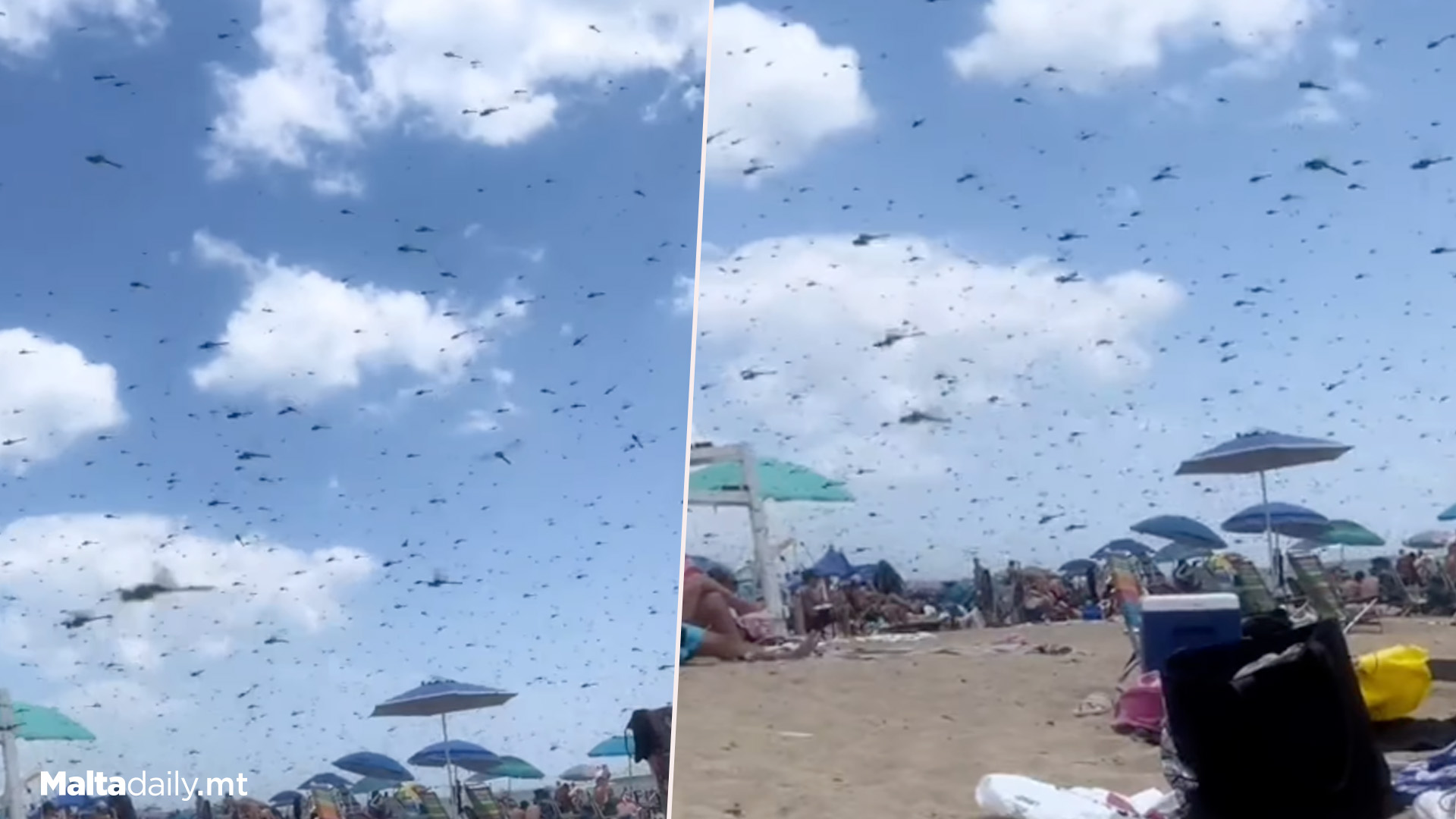 Rhode Island Beach Invaded By Swarm Of Dragonflies