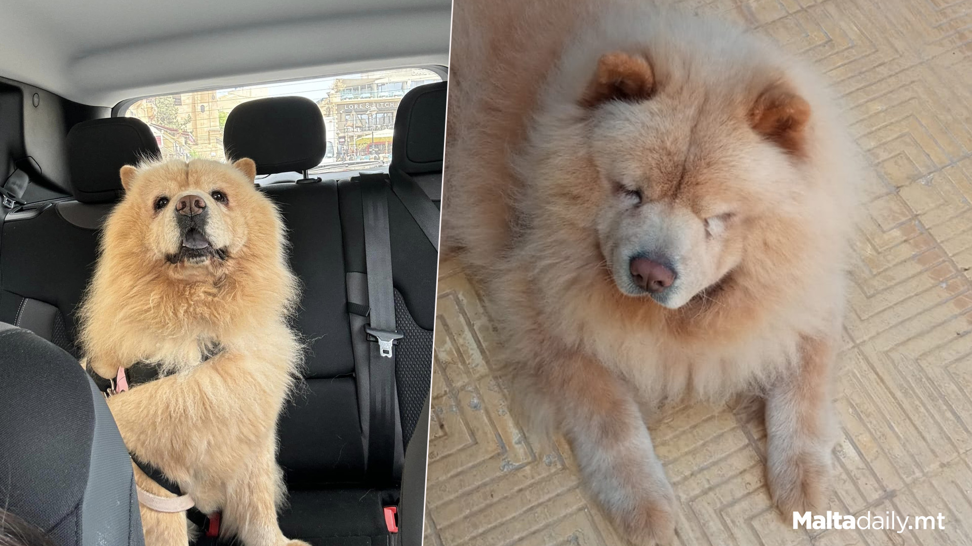 Lost Dog In Mosta: Goes By 'Gigi'