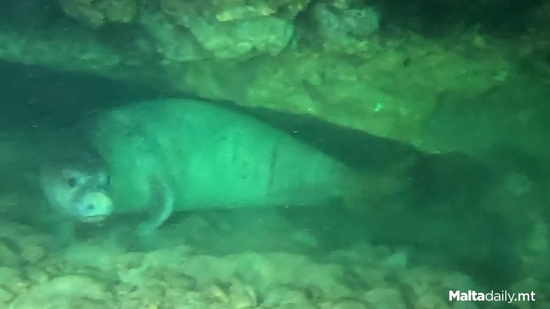 Local Diver Captures Footage Of Rare Monk Seal