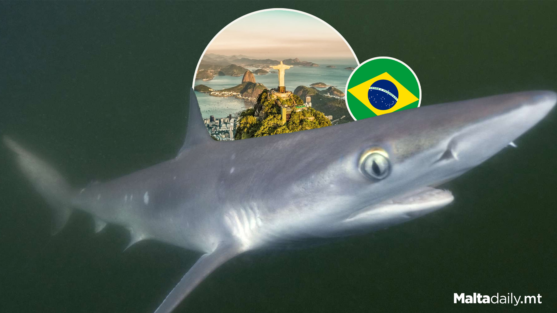 Sharks Off Coast Of Brazil Test Positive For Cocaine