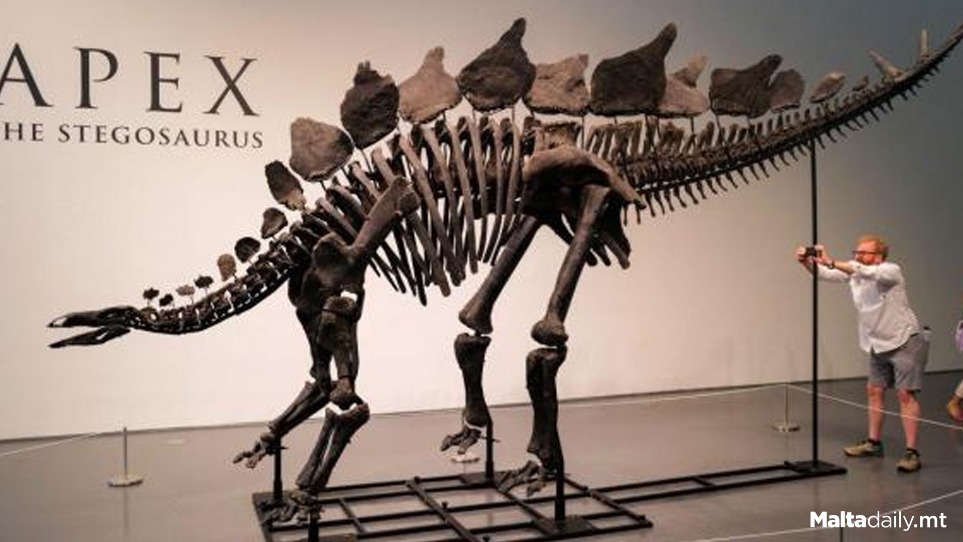 Stegosaurus Skeleton Could Sell For $6 Million At New York Auction