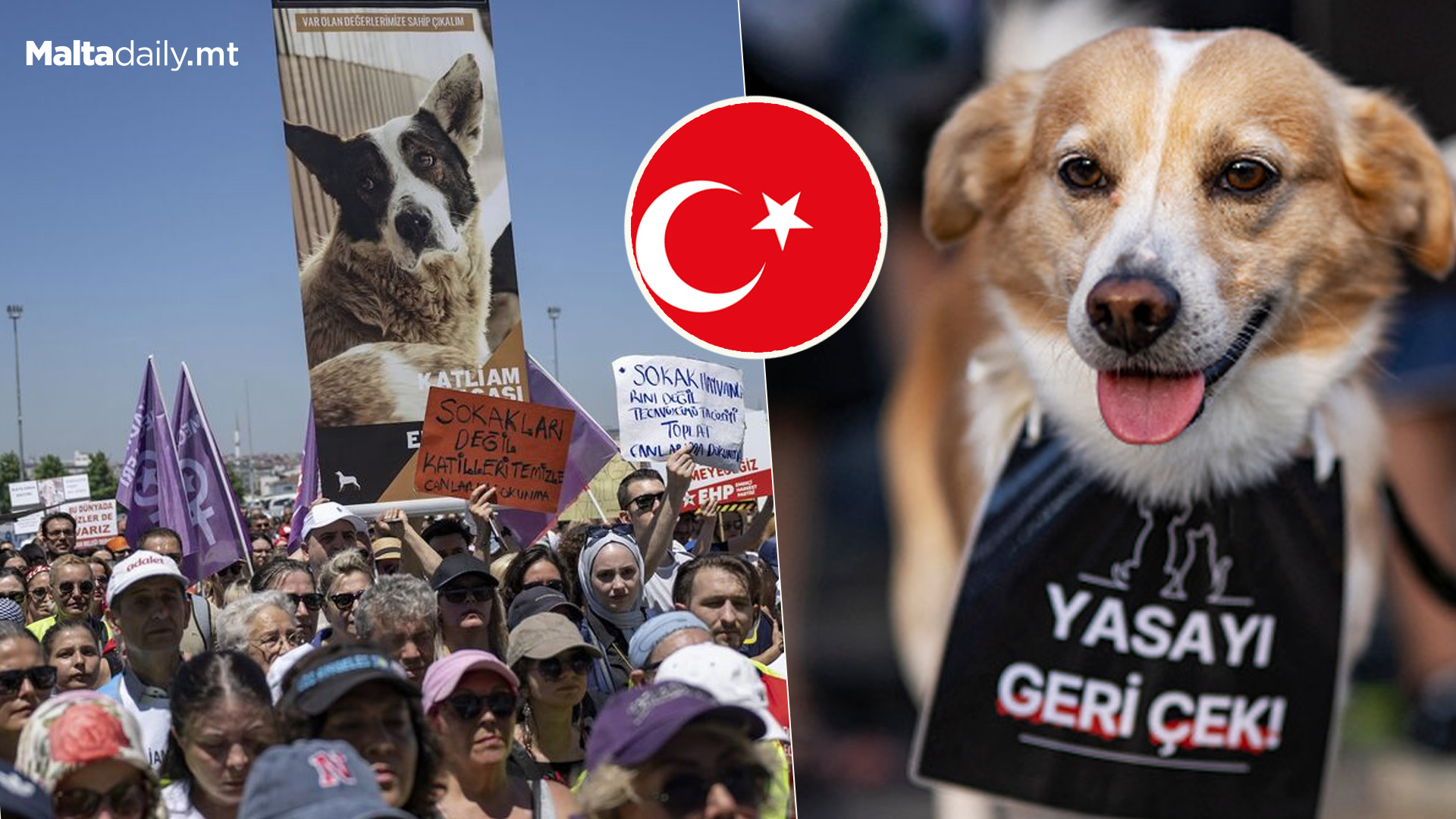 Turkish Stray Dog Euthanasia Law Sparks Outrage