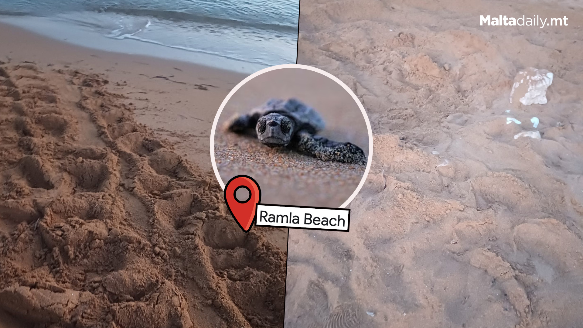 Third Turtle Nest Found At Ramla L-Ħamra, Gozo