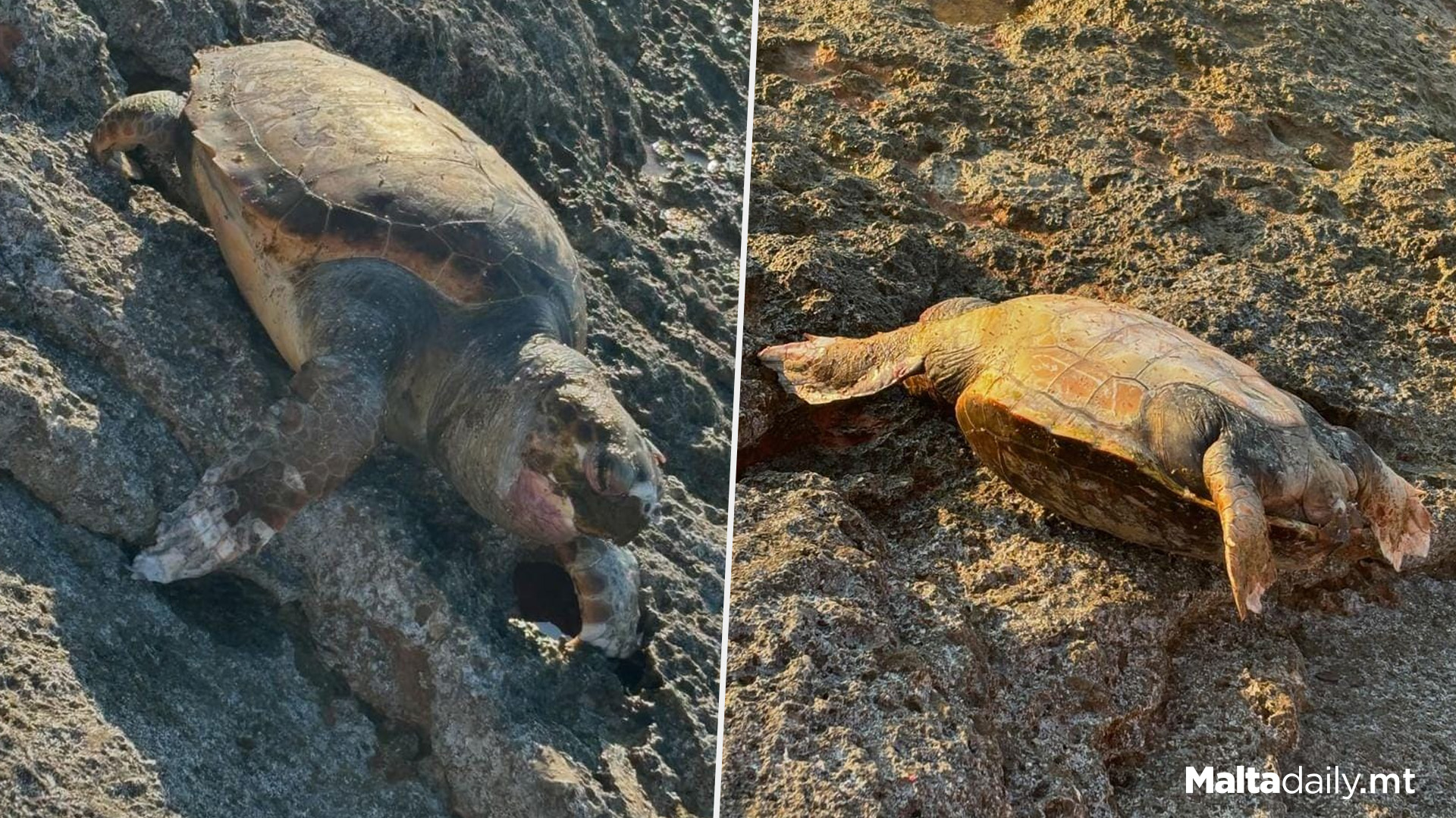 Dead Turtle Found By Local Swimmer In Mellieħa