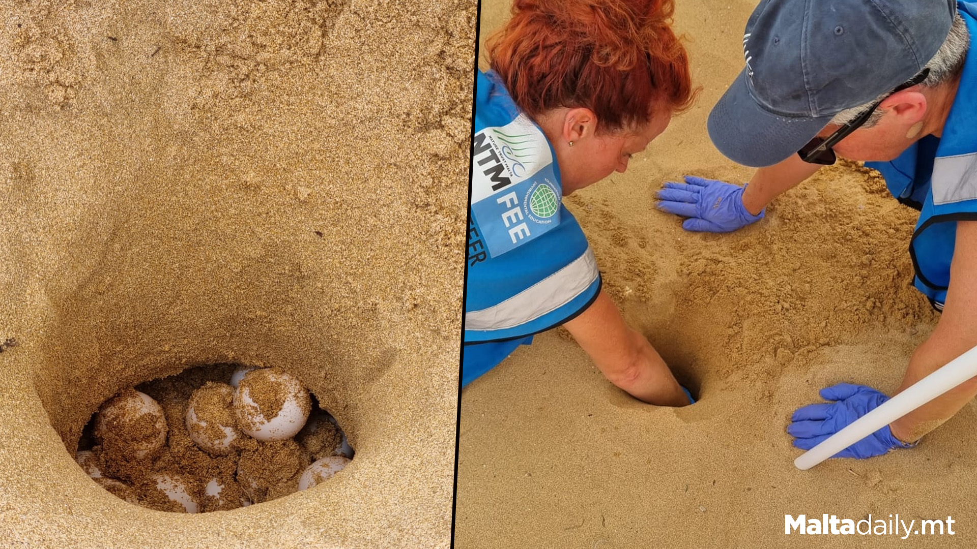 Second Turtle Nest Found At Għajn Tuffieħa
