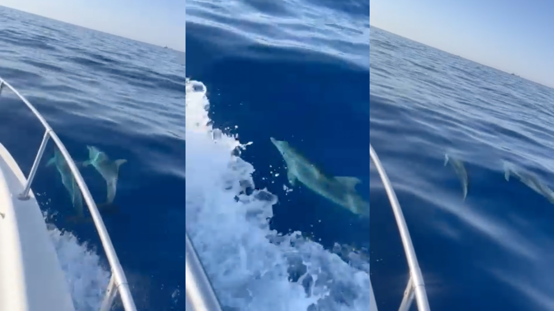 Dolphins Gracefully Swim Alongside Vessel in Maltese Waters