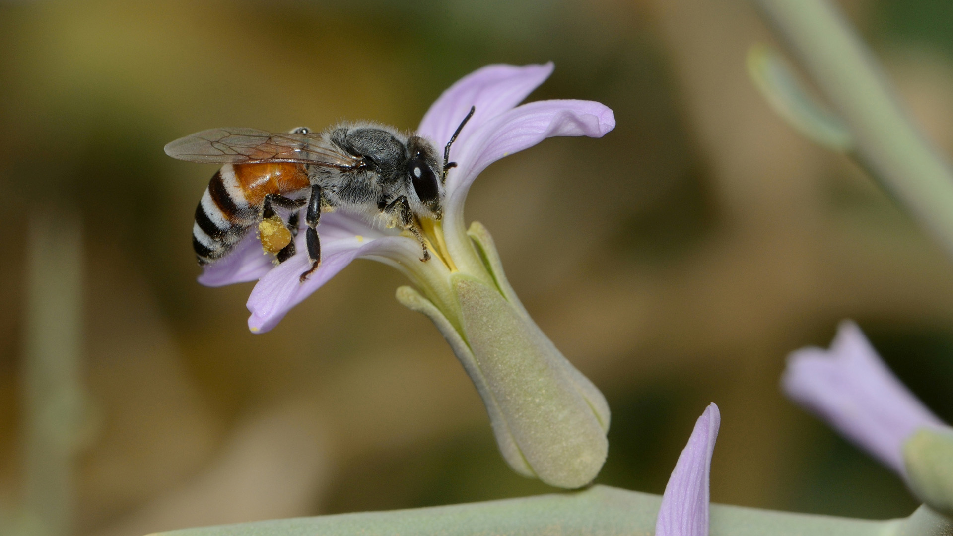 Invasive Bee Species Spotted for First Time in Malta