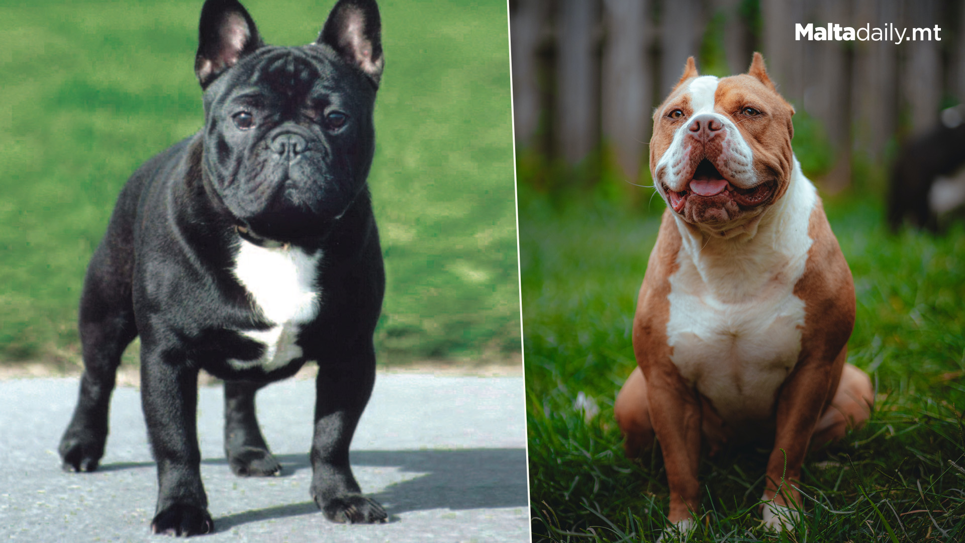 Breeding, Importation, Sale Of Non-Pedigree Bully Dogs Illegal