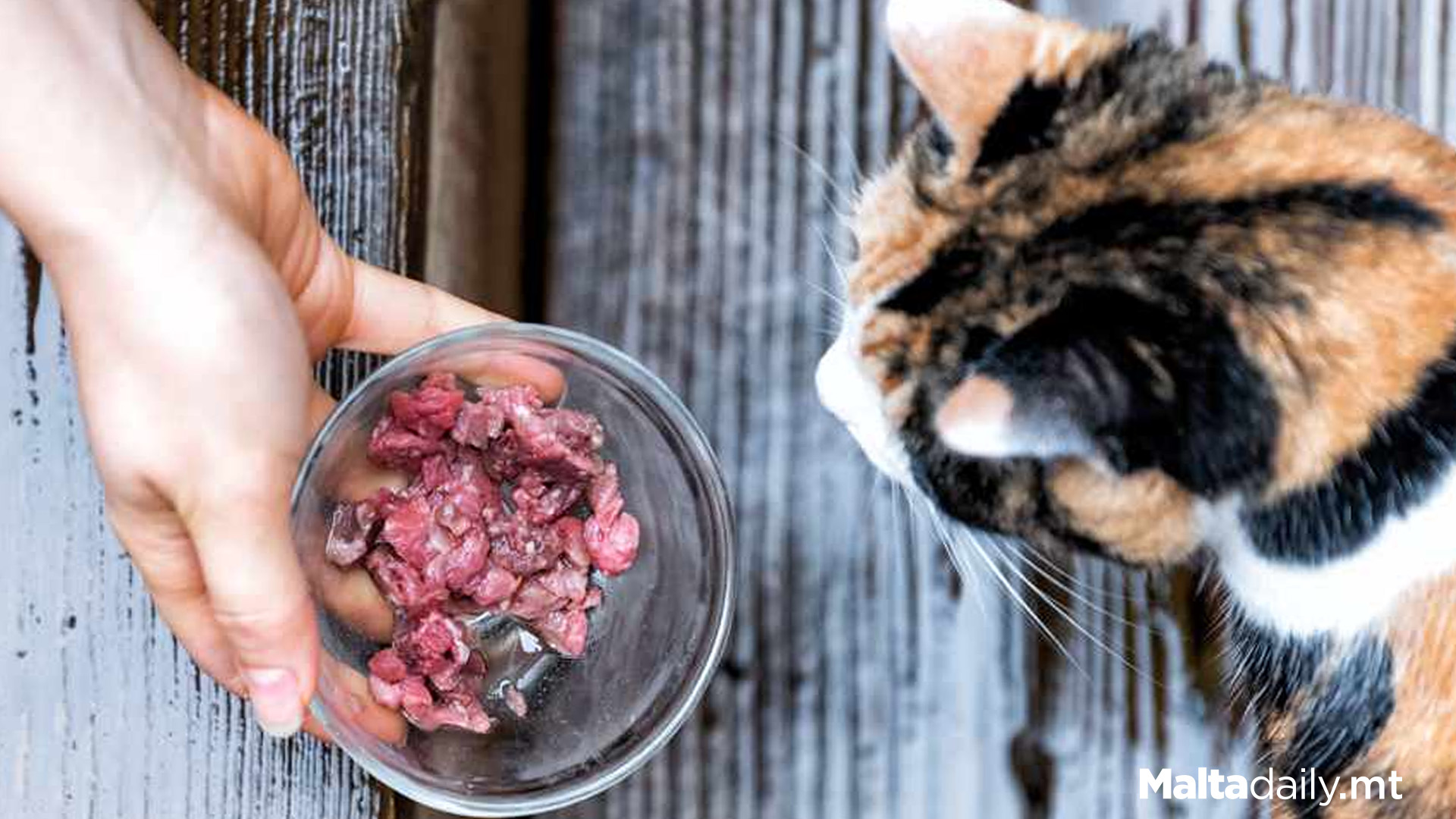 €50 Fines For Unregistered Cat Feeders