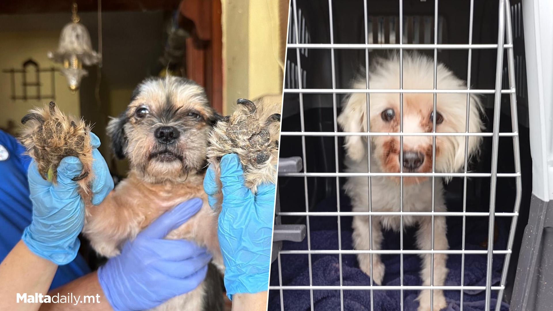 Up To 20 Dogs Kept In Poor Conditions Rescued In Raid