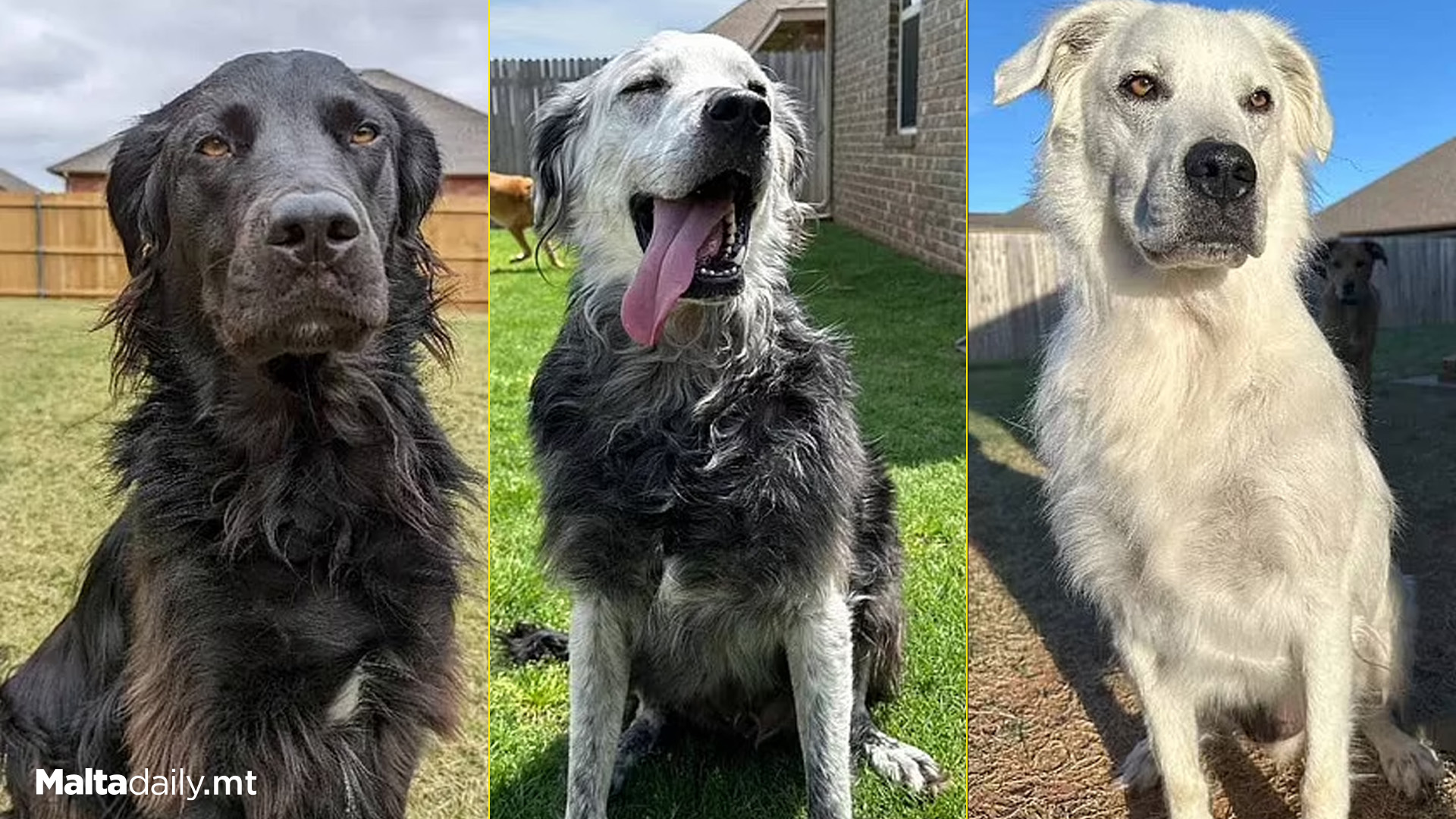 Black Dog Turns Completely White With Vitiligo