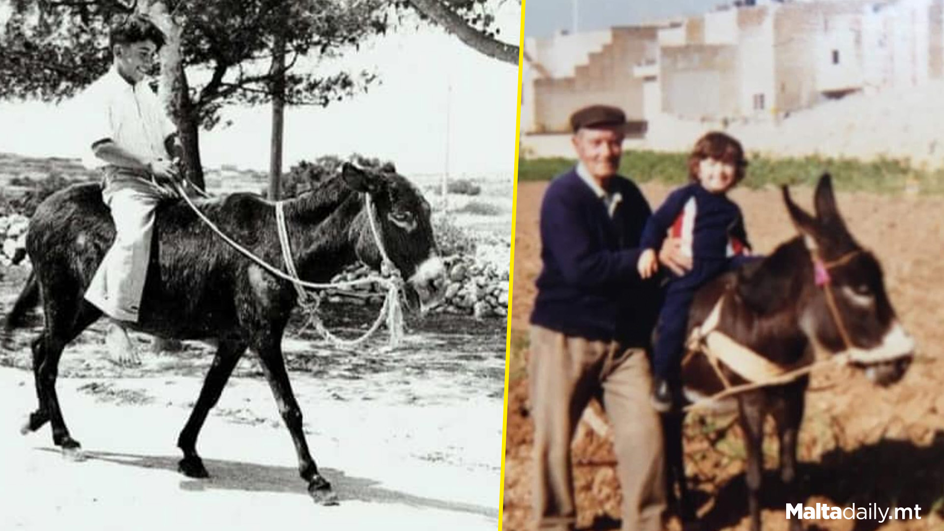 Endangered Maltese Donkey Detailed Properly In Study