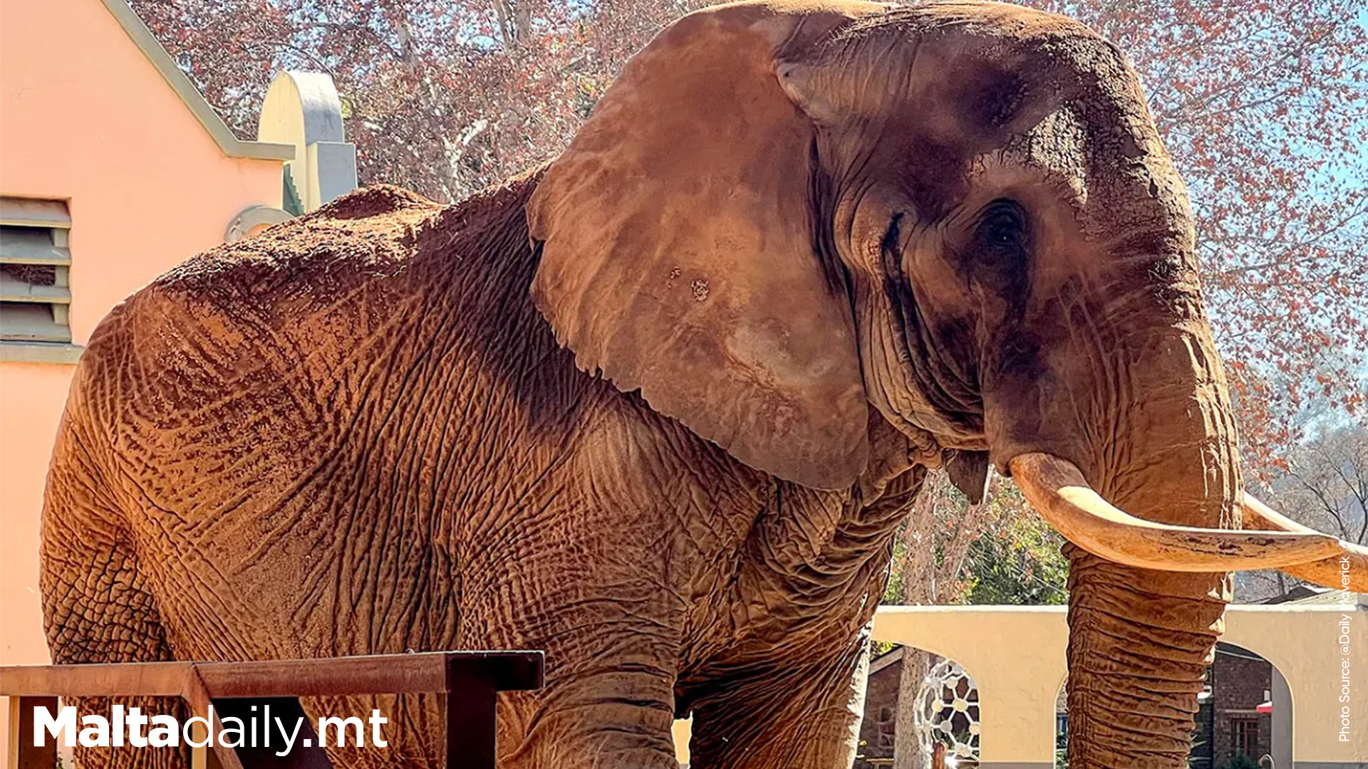 South Africa's Last Zoo Elephant Freed After 40 Years