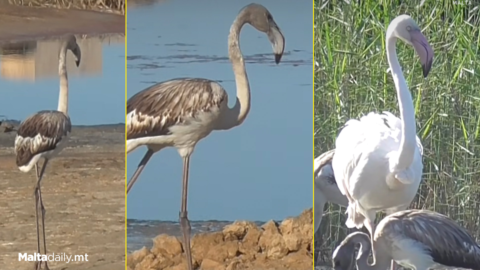 Third Flamingo Joins Birdlife’s Għadira Nature Reserve