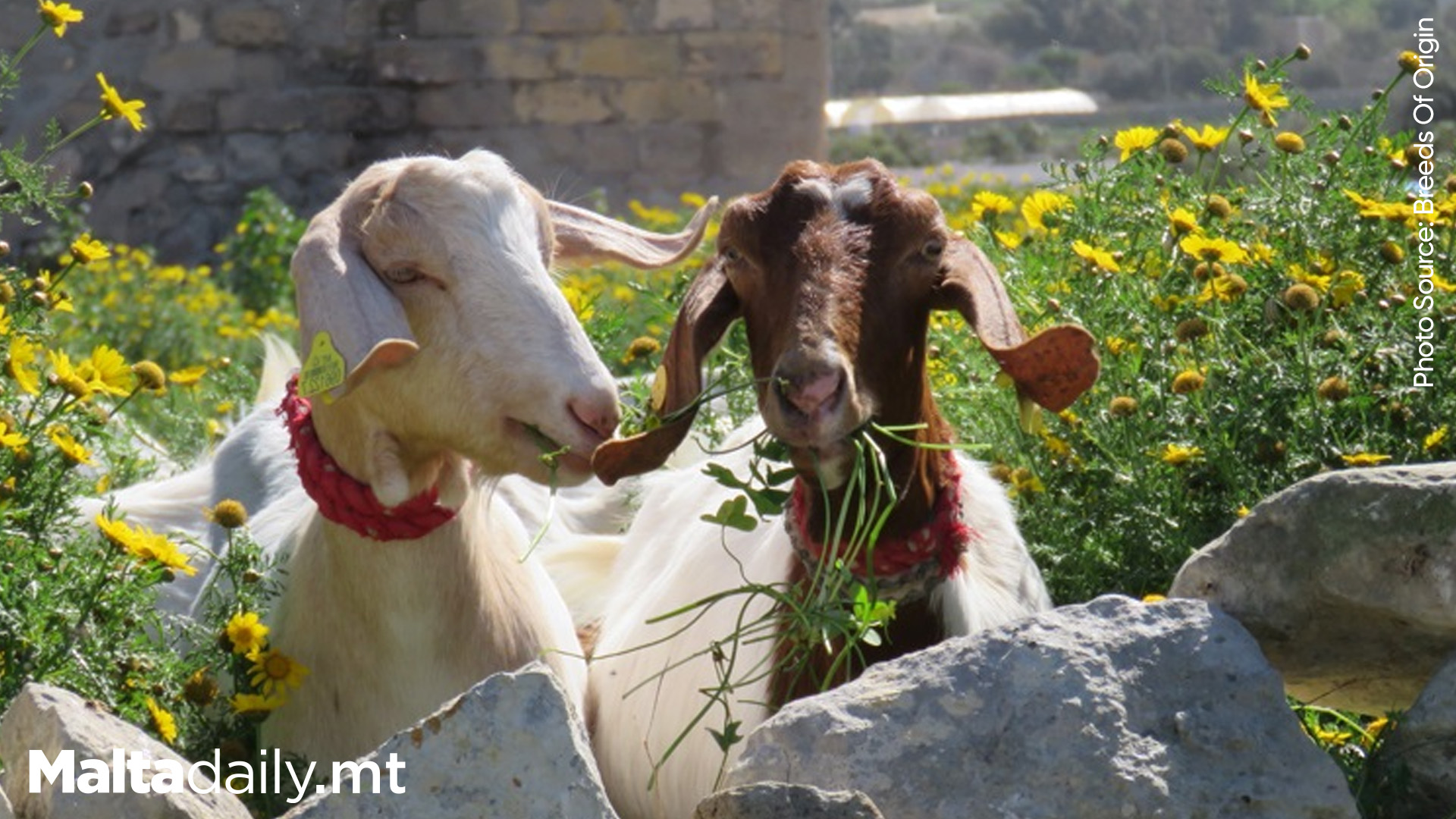 Request For The Indigenous Goat In Malta To Be Saved From Extinction