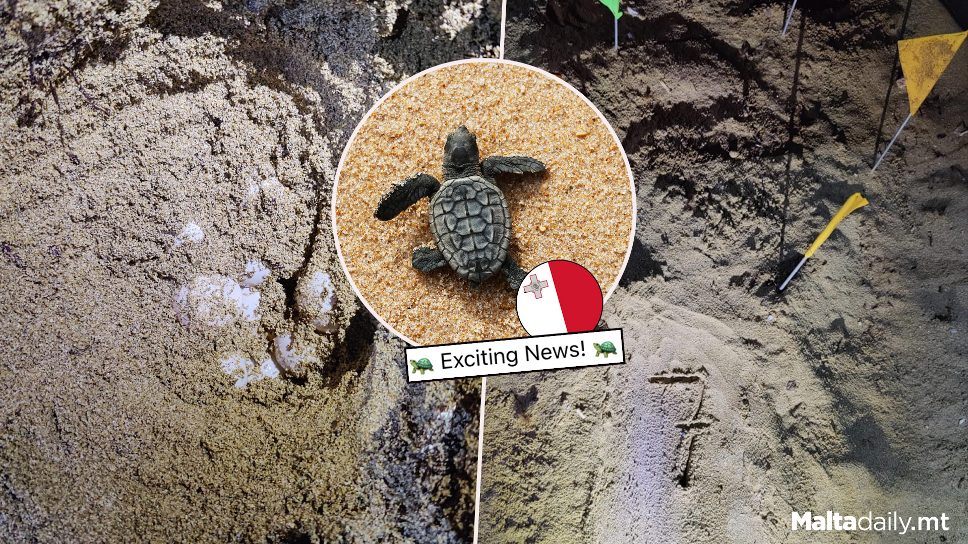 7th Turtle Nest Of 2024 Found At Ramla Tal-Mixquqa