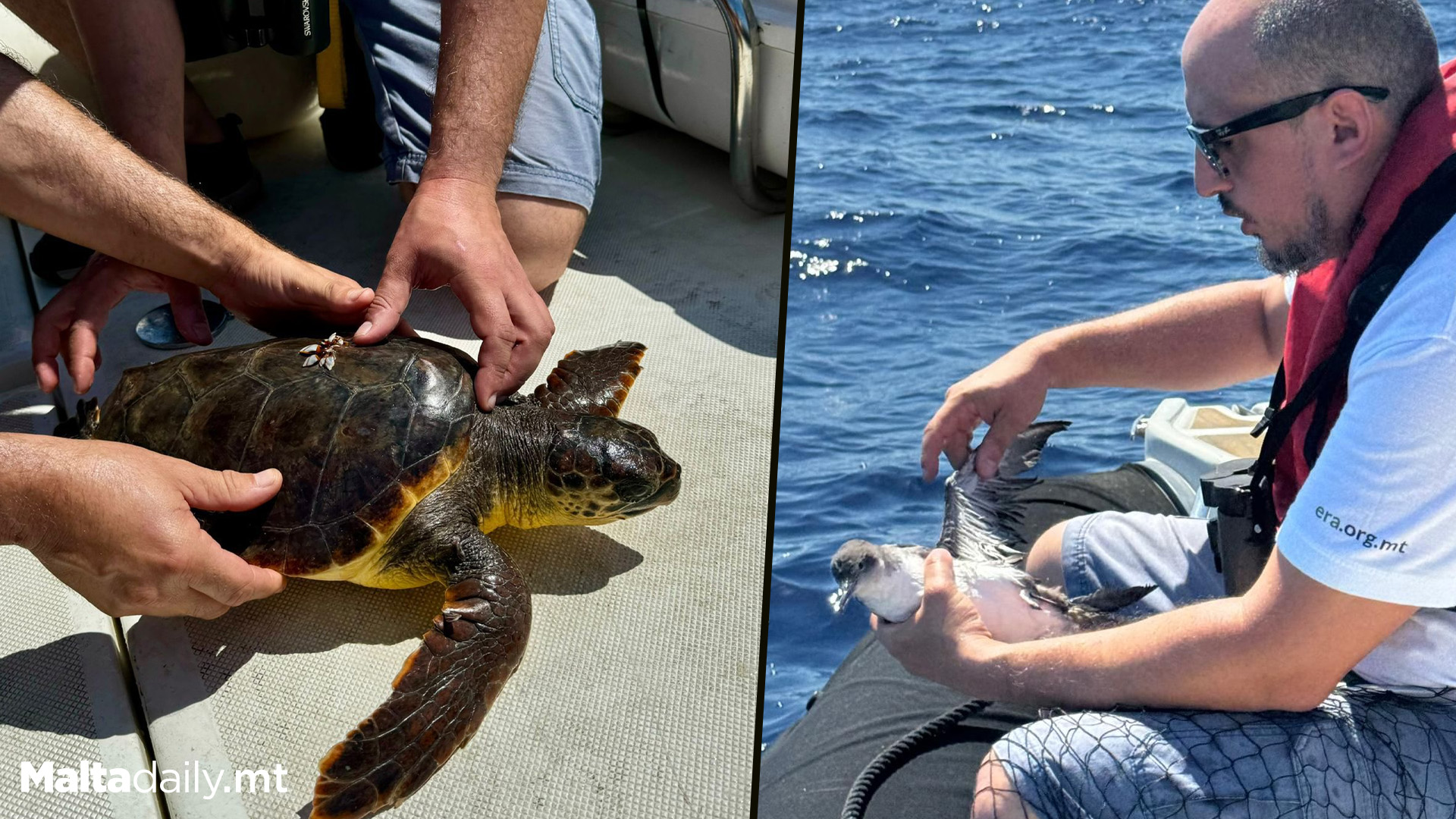 Injured Turtle & Sea Bird Rescued By ERA Patrols