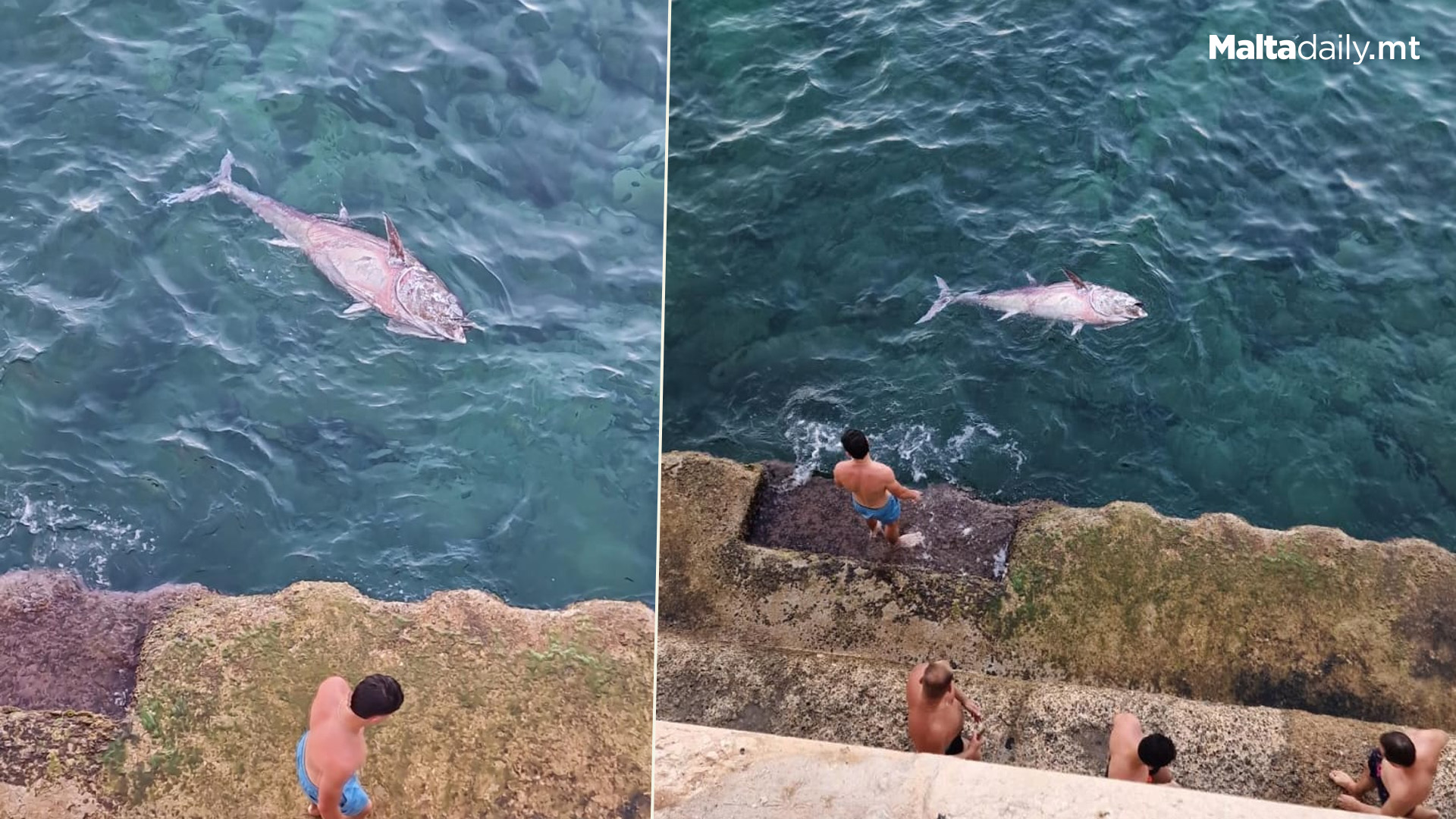 Massive Dead Tuna Surfaces In Sliema Bay