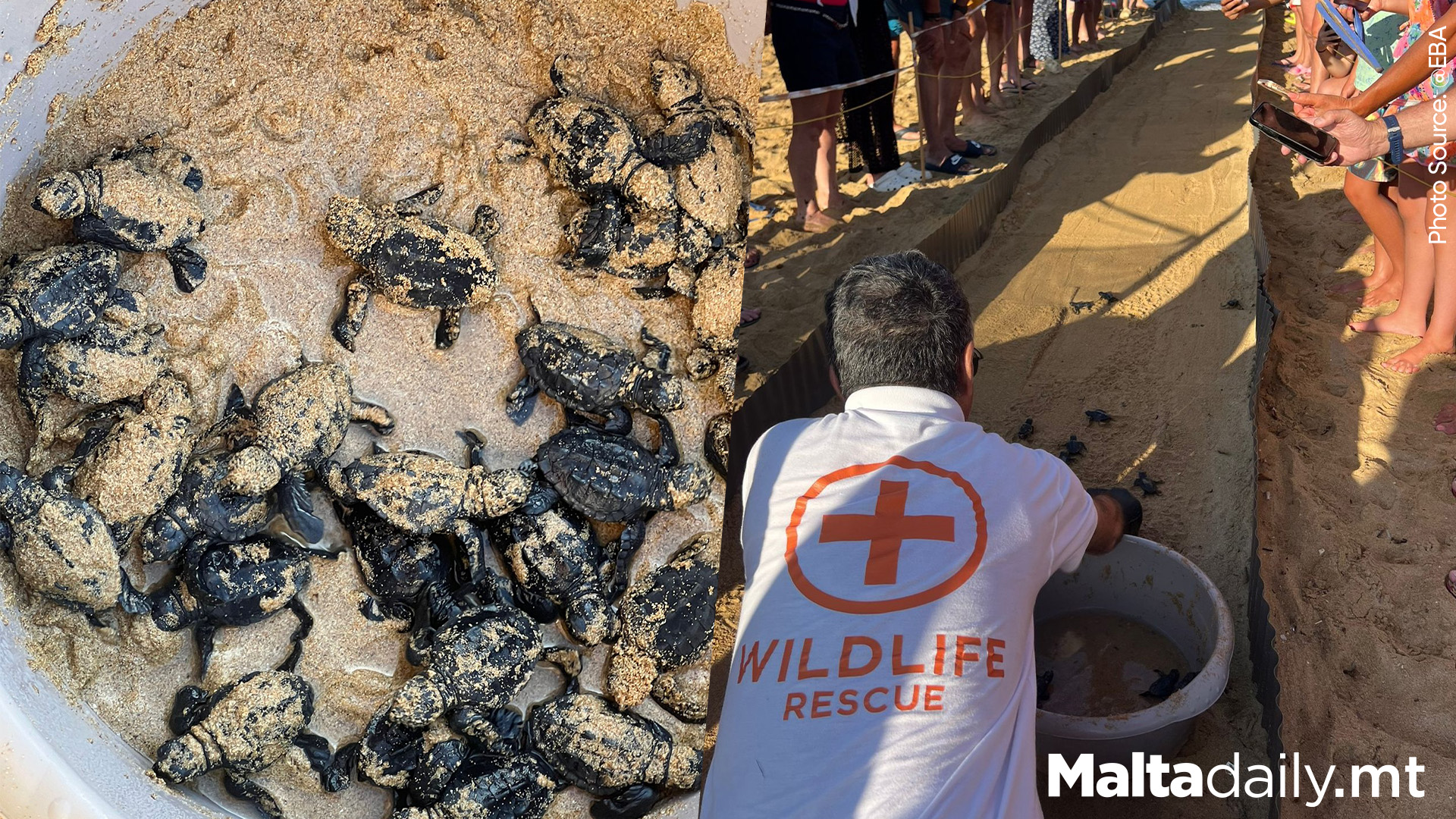 Second Turtle Nest of 2024 Fully Hatched