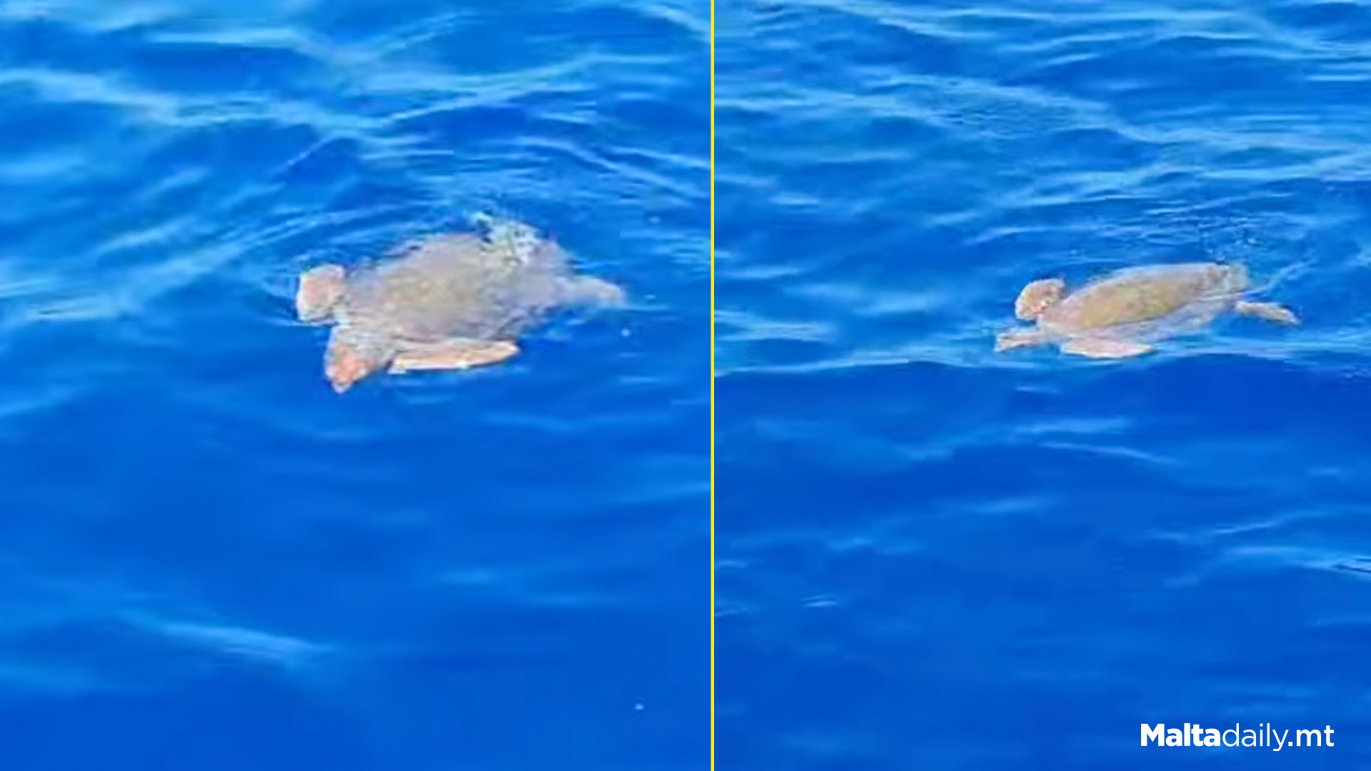 Injured Turtle Spotted Around Mellieħa Bay