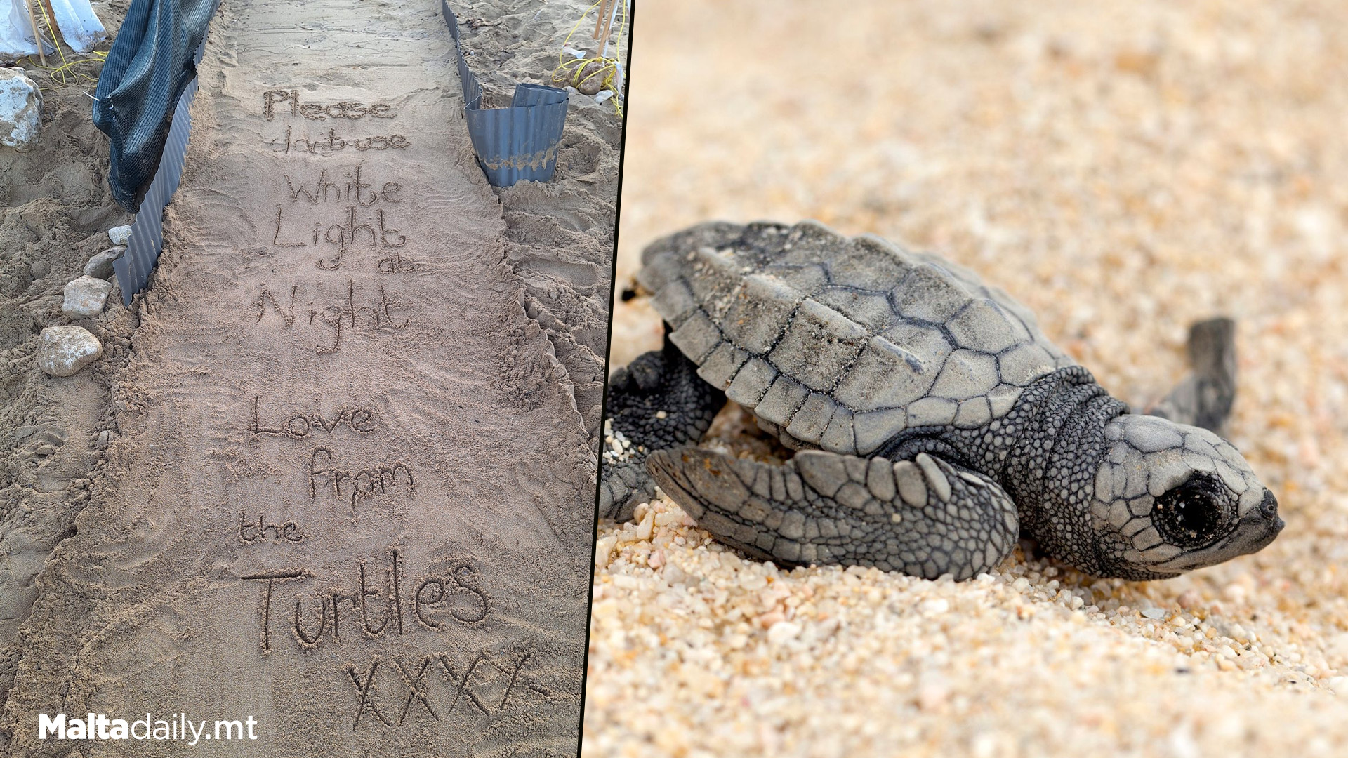 Message From The Turtles: ‘Don’t Use White Light At Night’