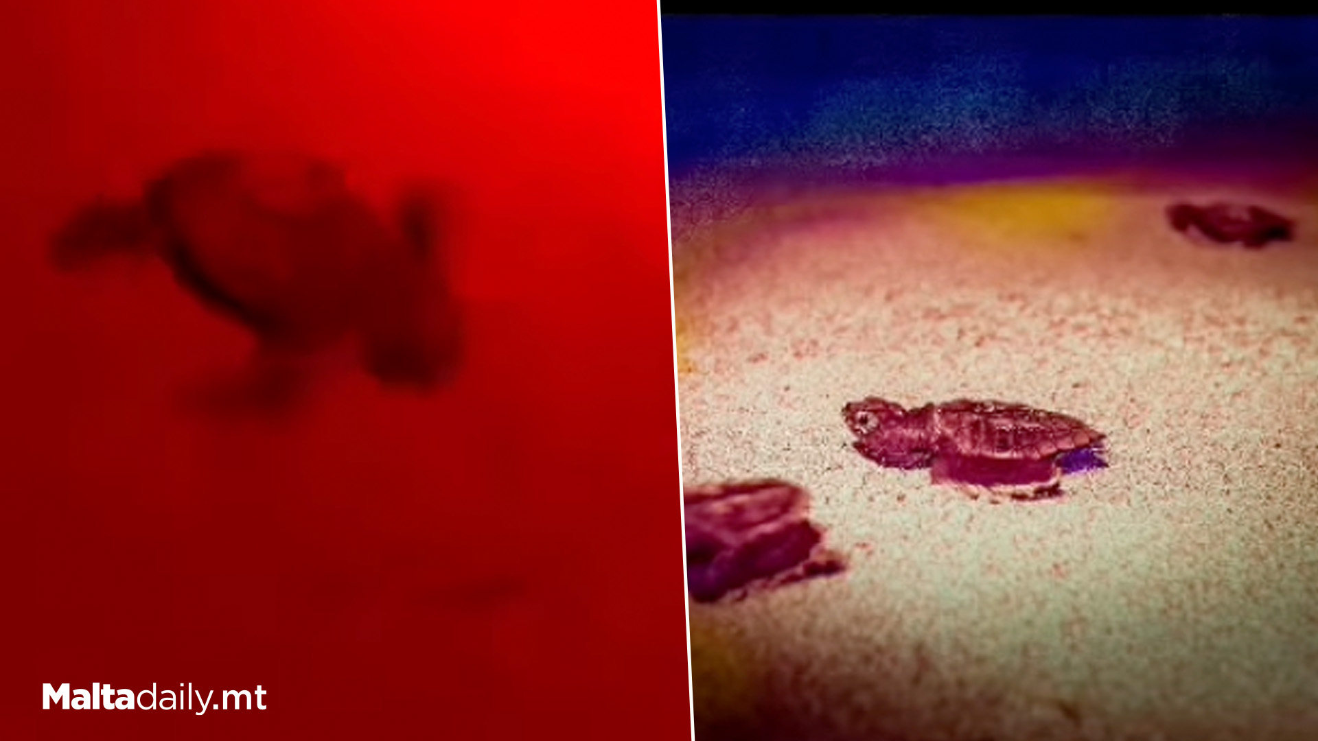 68 Little Turtles Hatch From Ramla L-Ħamra Nest