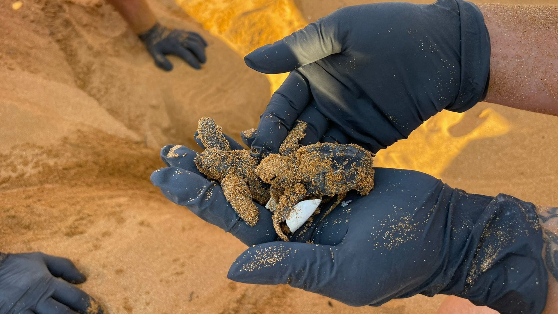 81 Turtles Hatch At Ramla Bay Nest