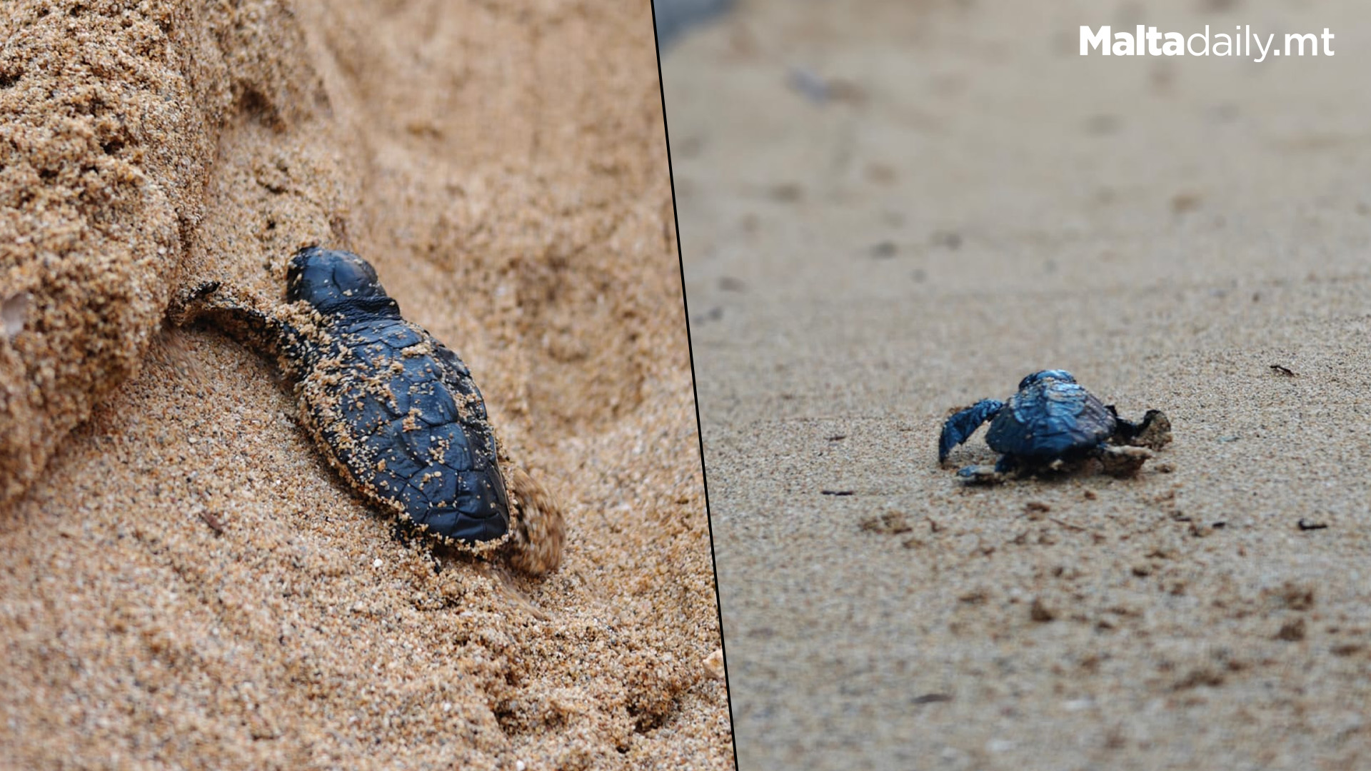 46 Turtle Hatchlings Emerge From Malta’s 4th Nest