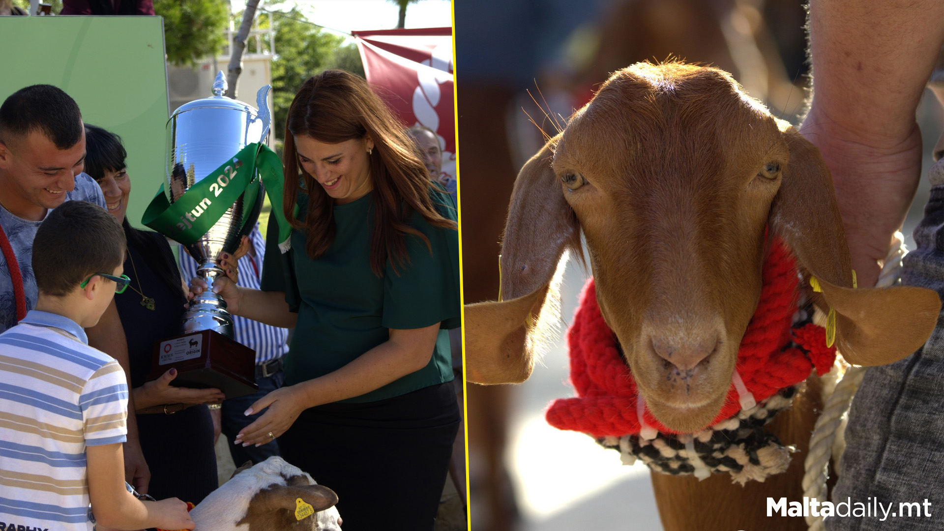 1st Ever Show Dedicated To Maltese Indigenous Goats & Sheep