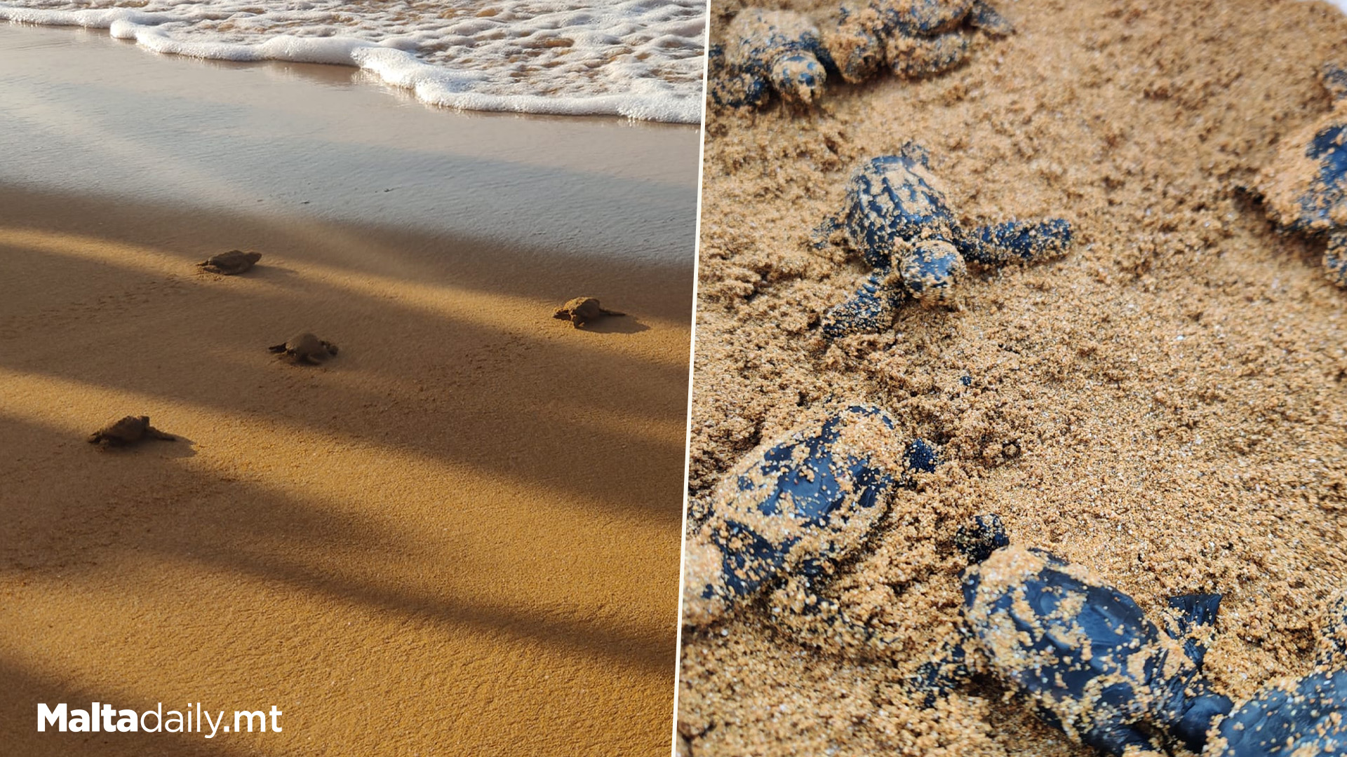 61 Turtles Hatch From 6th Nest In Ramla Bay, Gozo