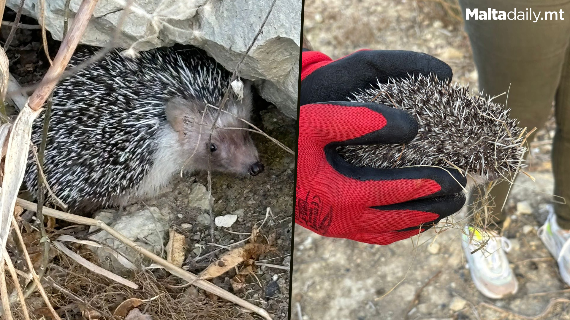 Hedgehogs Joseph Jr & Melanie Released After Rehab